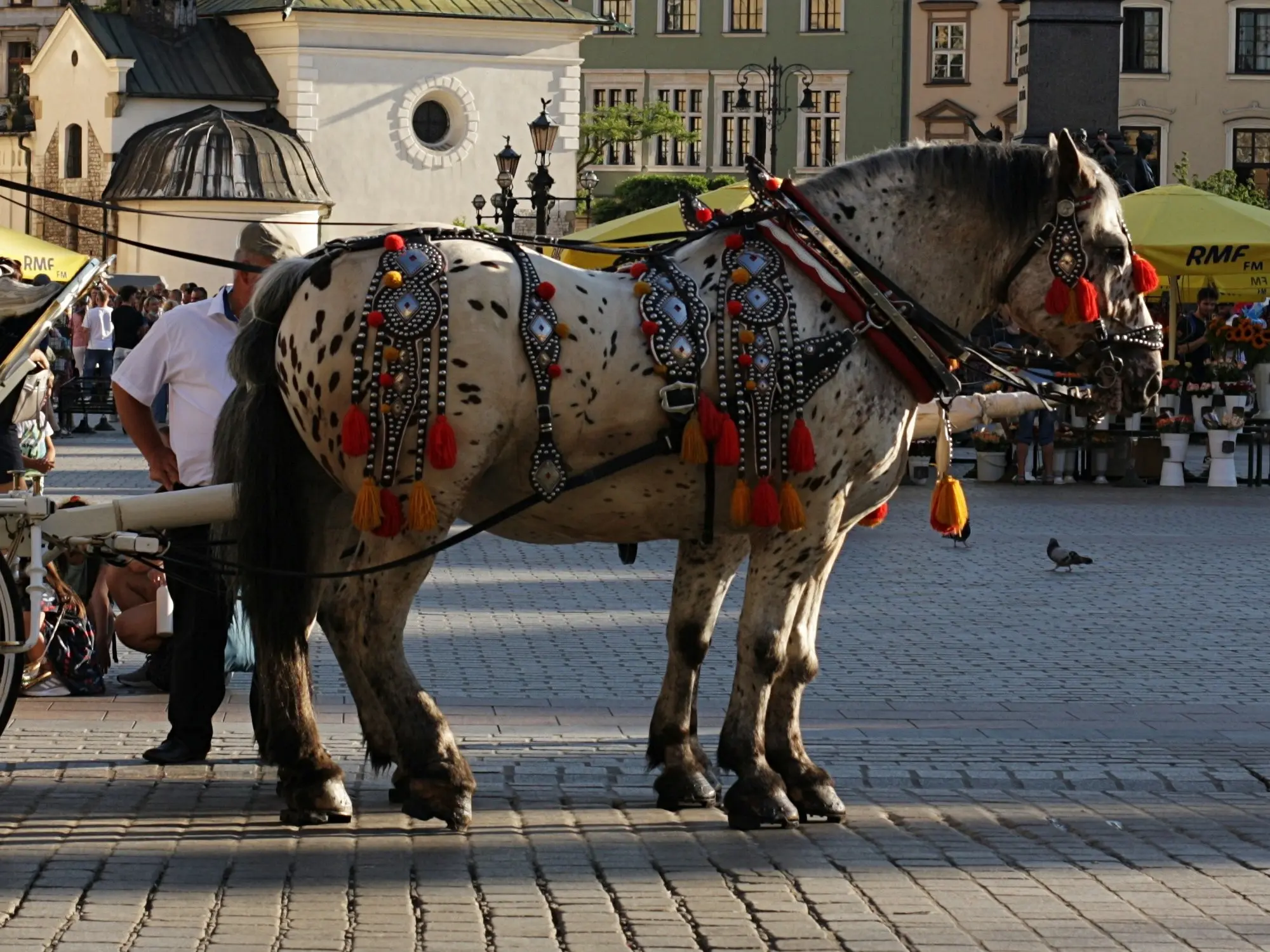 Marble appaloosa horse