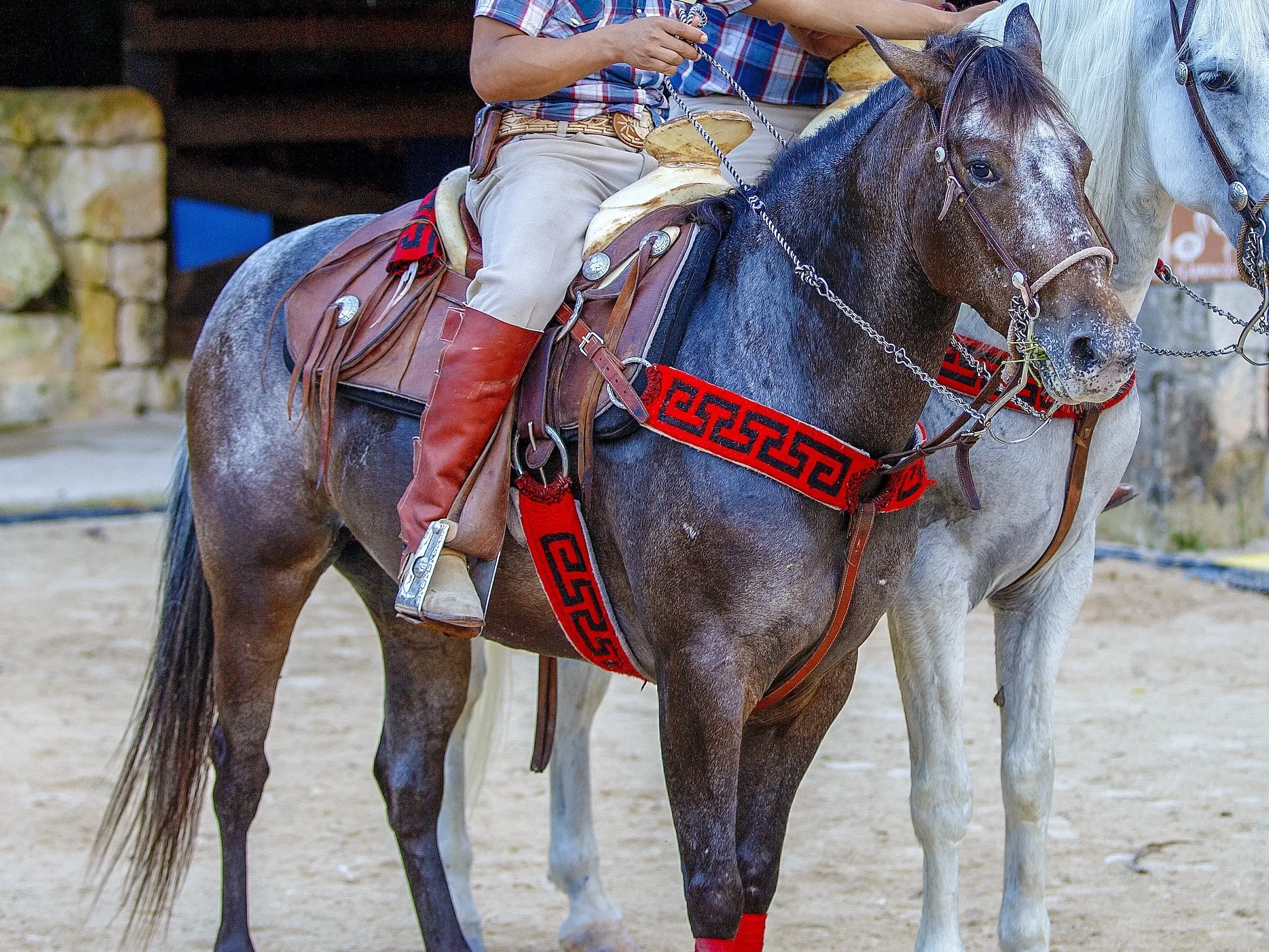 Marble appaloosa horse