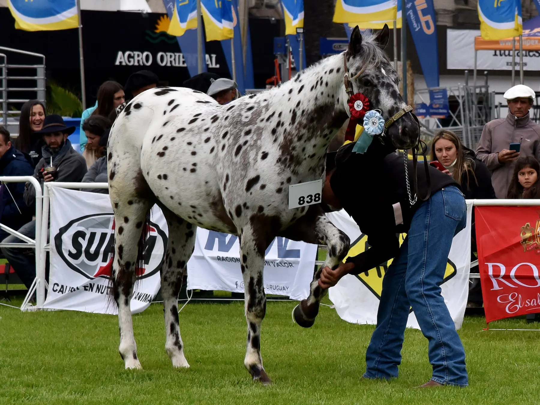 Peacock Appaloosa horse