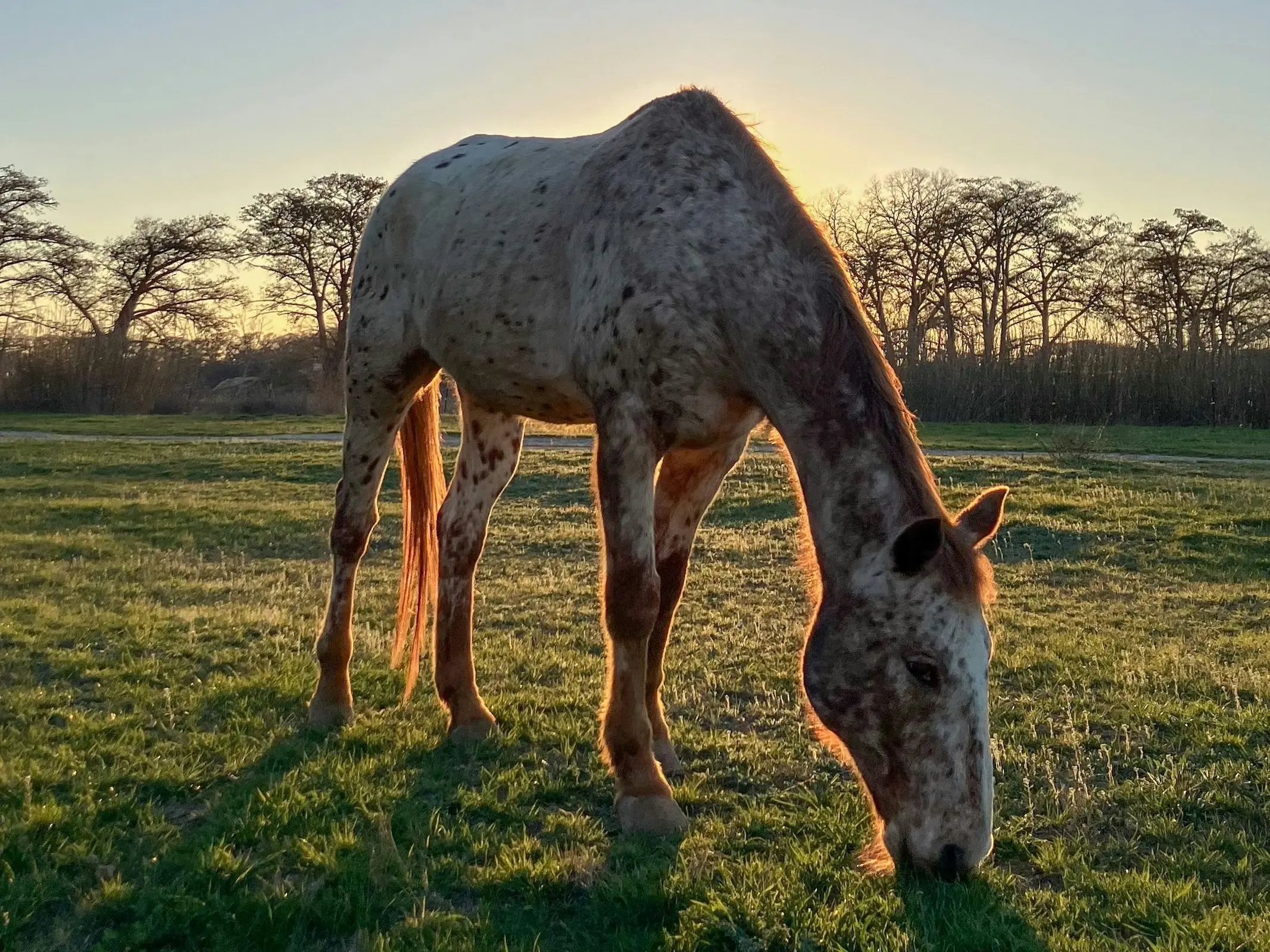 Marble appaloosa horse