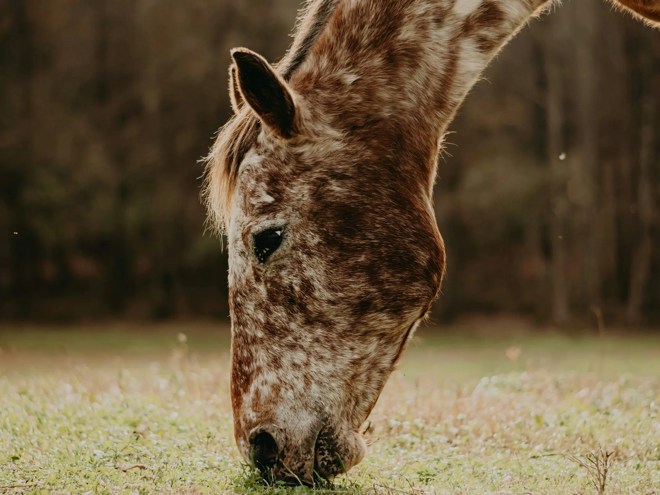 Marble appaloosa horse