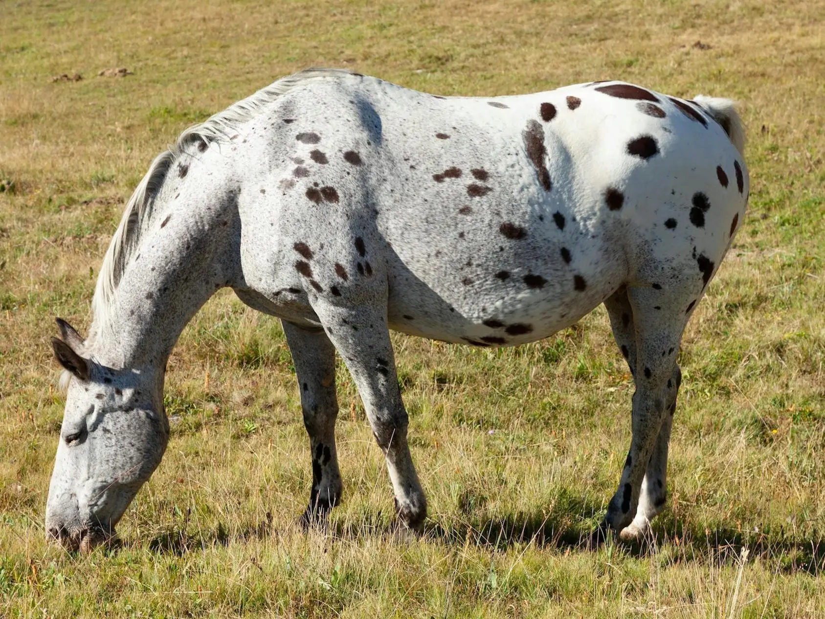 Marble appaloosa horse