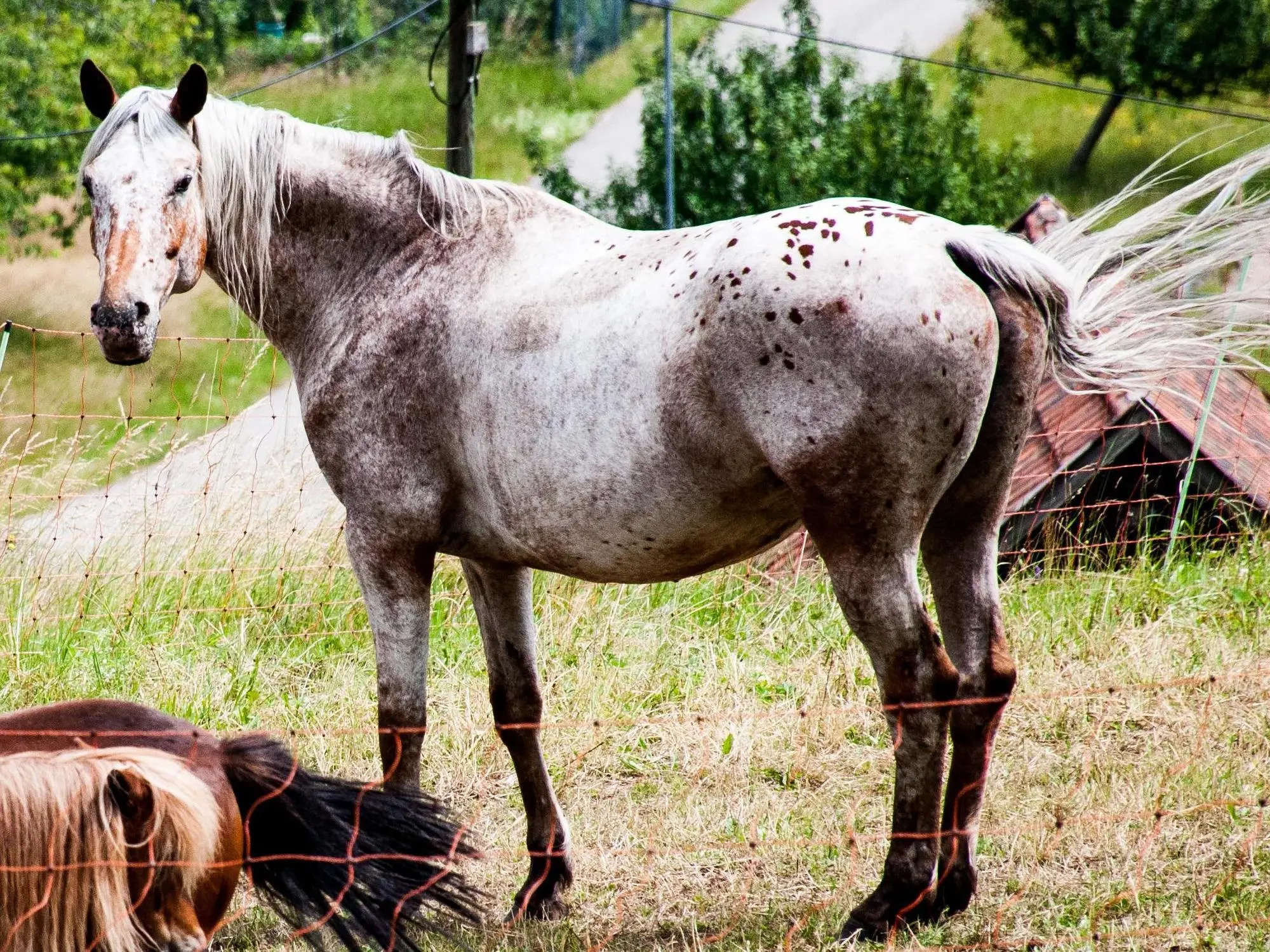 Marble appaloosa horse