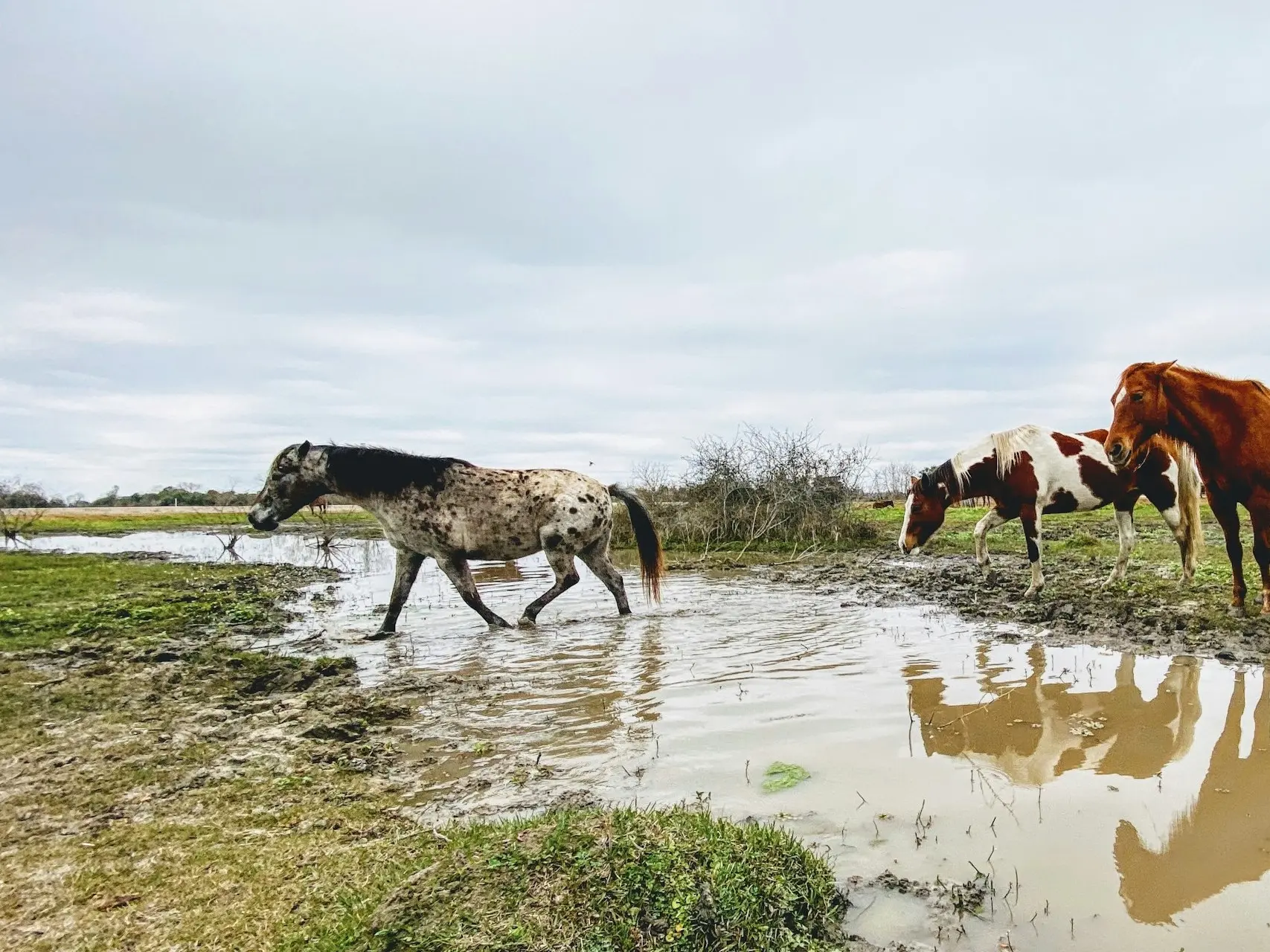 Marble appaloosa horse