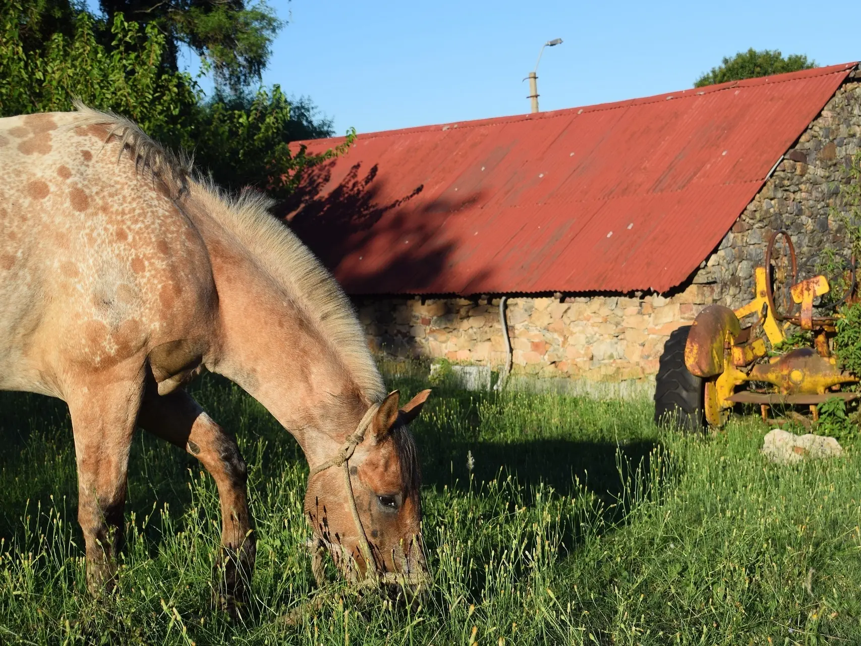 Marble appaloosa horse