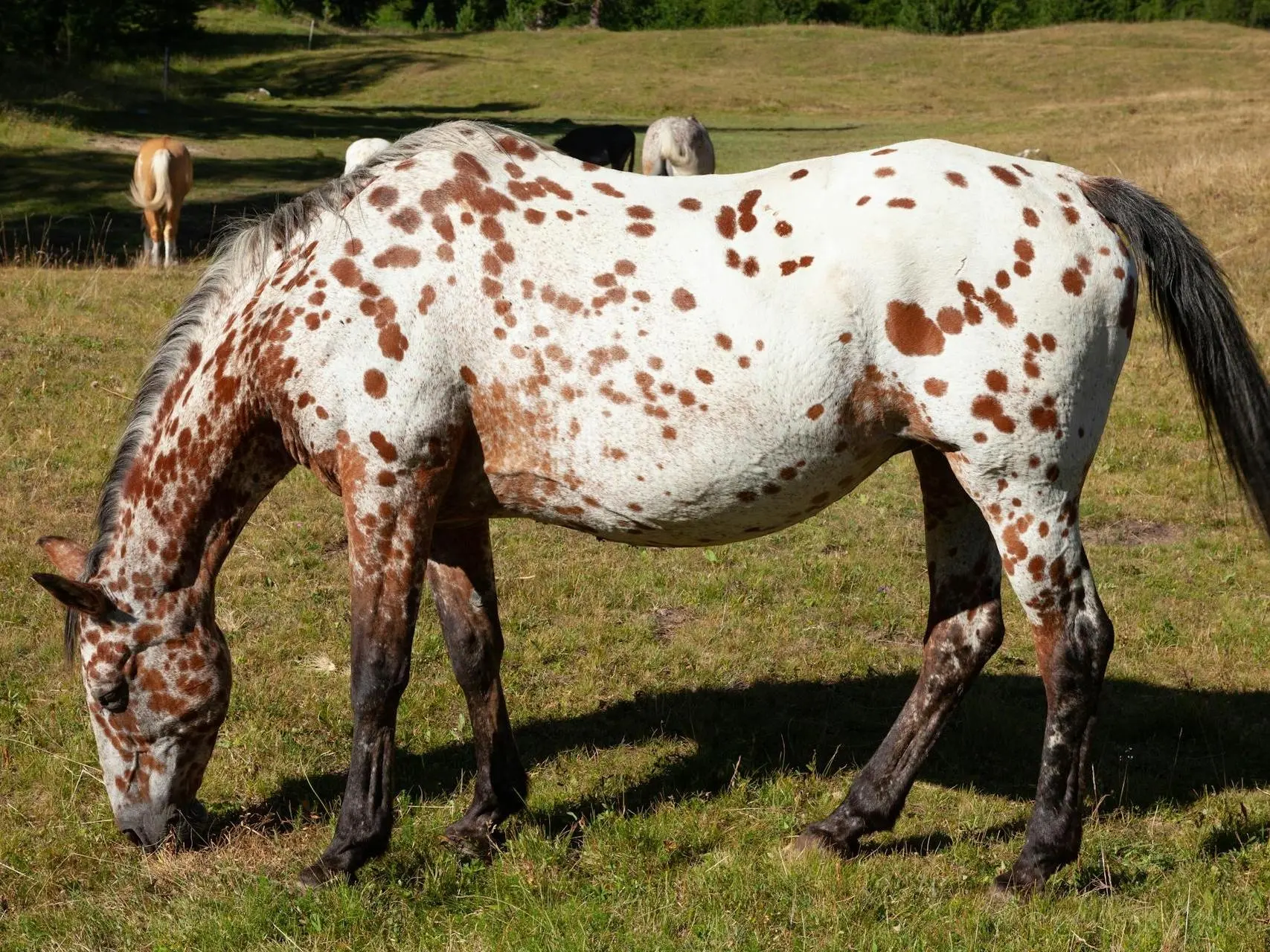 Marble appaloosa horse