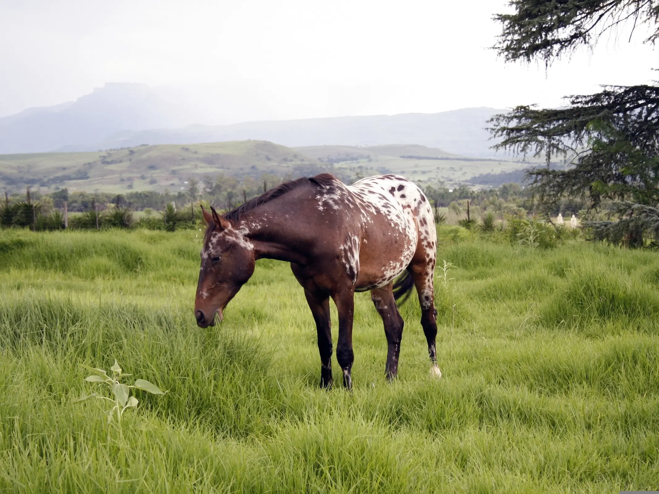 Marble appaloosa horse