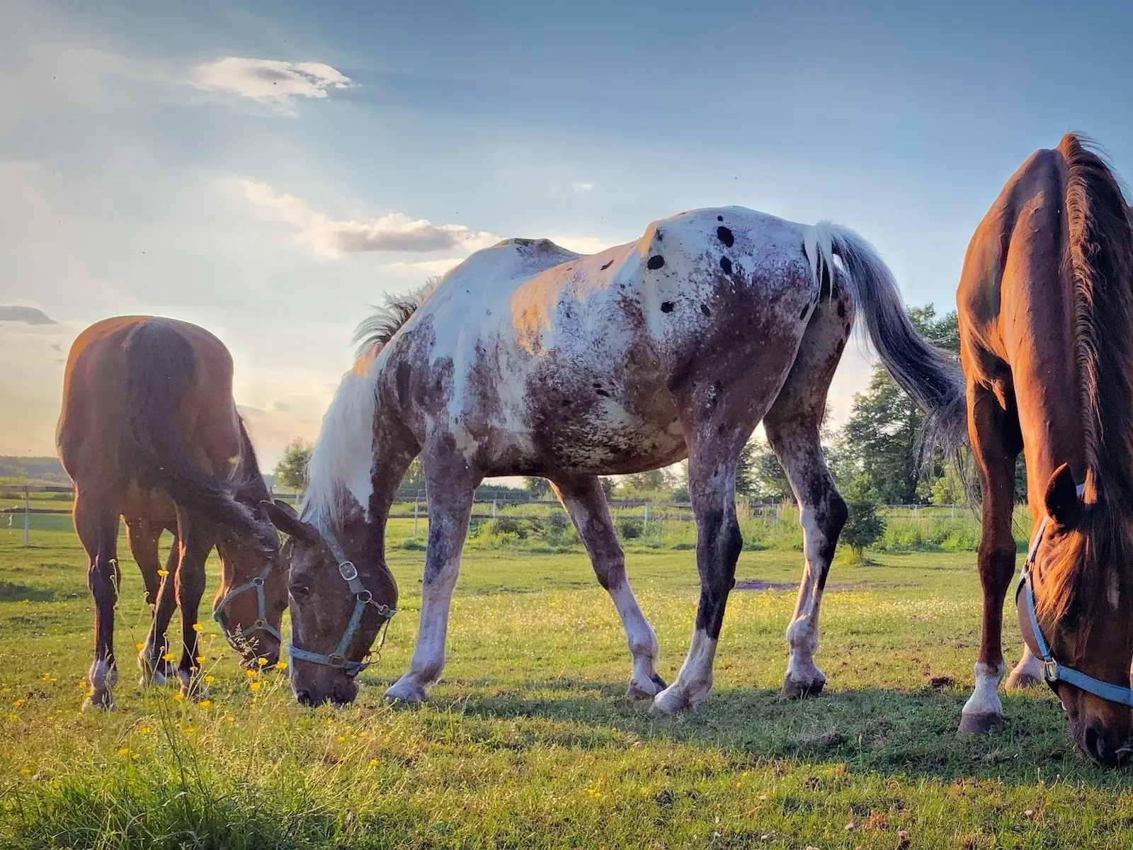 Marble appaloosa horse