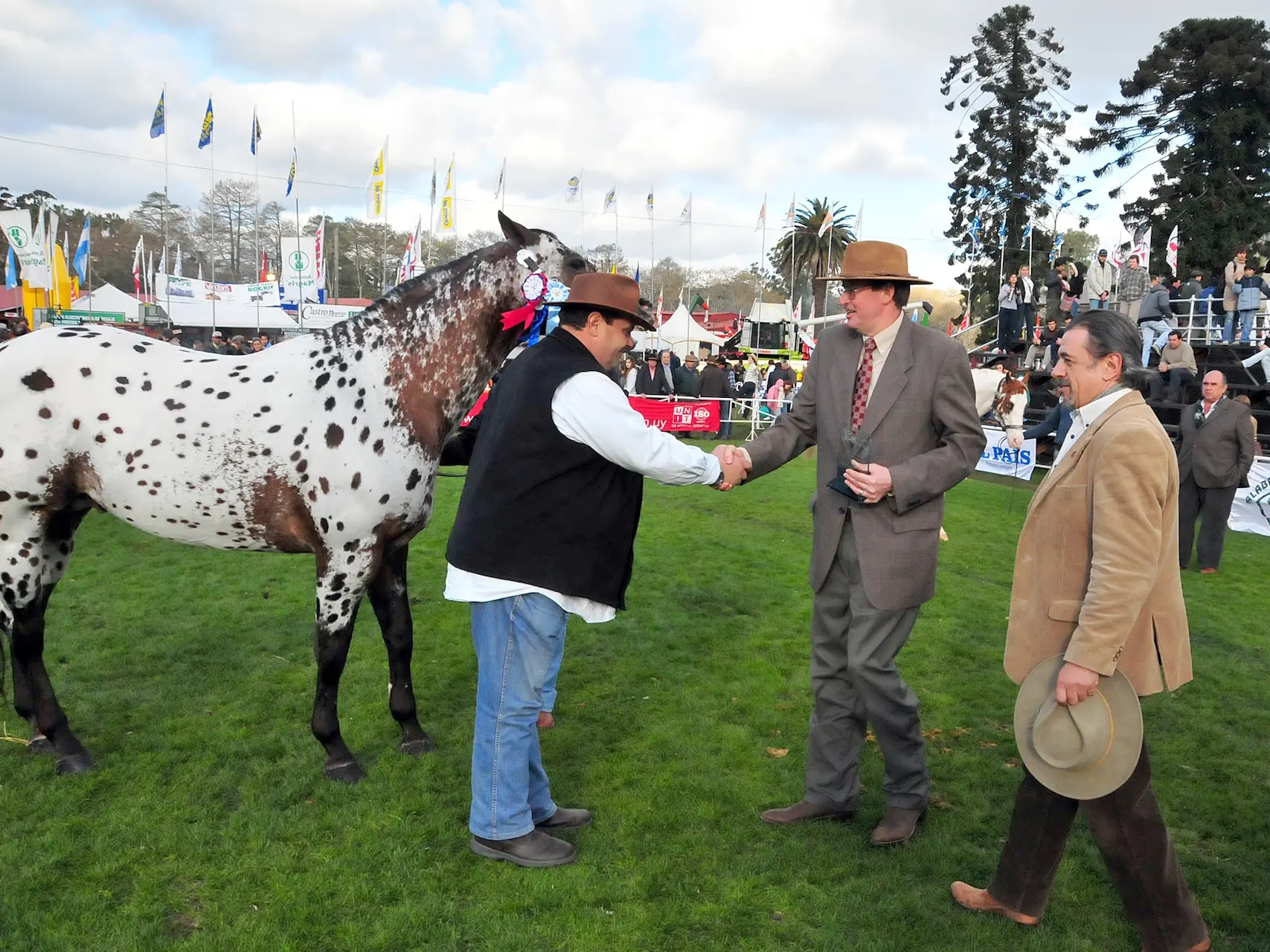 Near-Leopard appaloosa horse