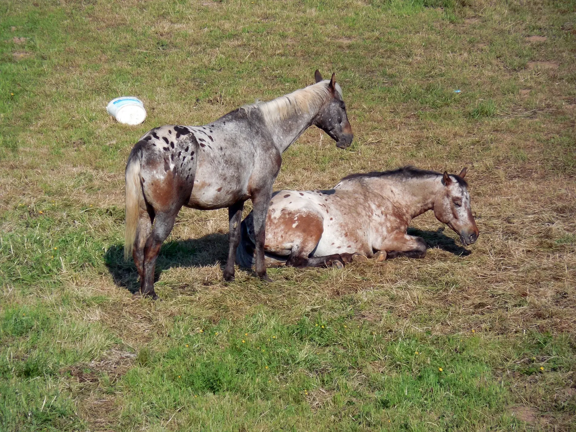 Marble appaloosa horse