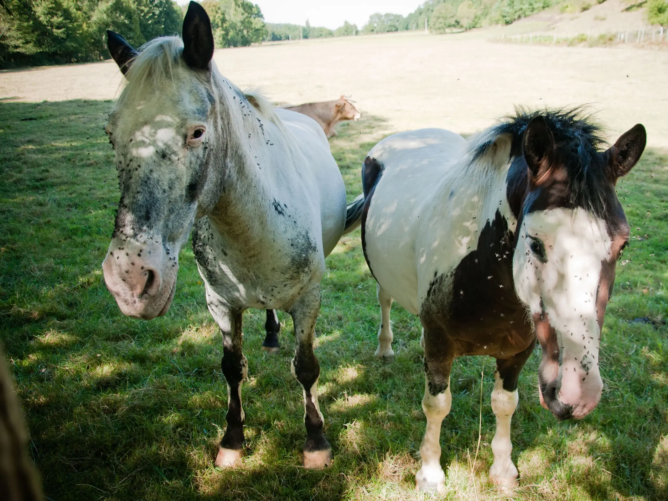 Marble appaloosa horse