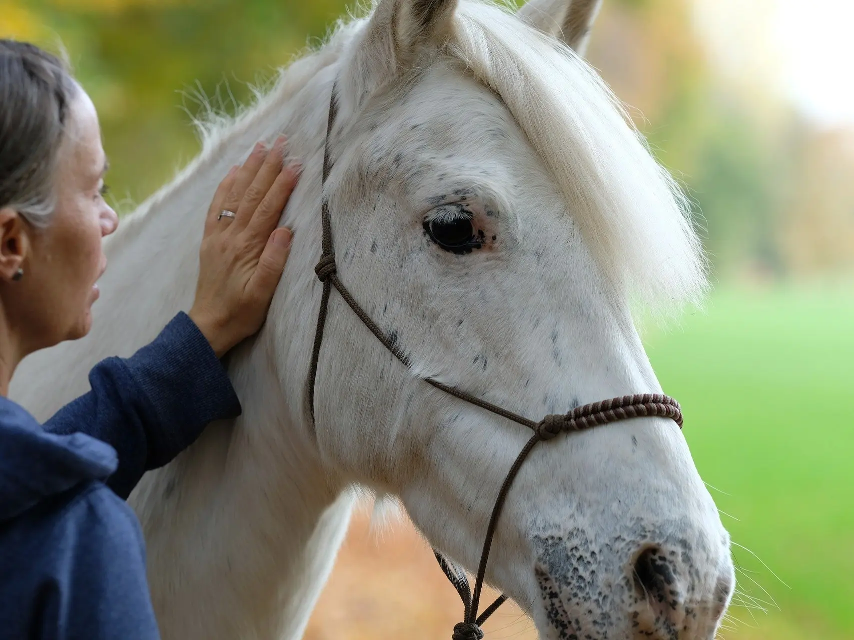 Appaloosa horse with mottled skin