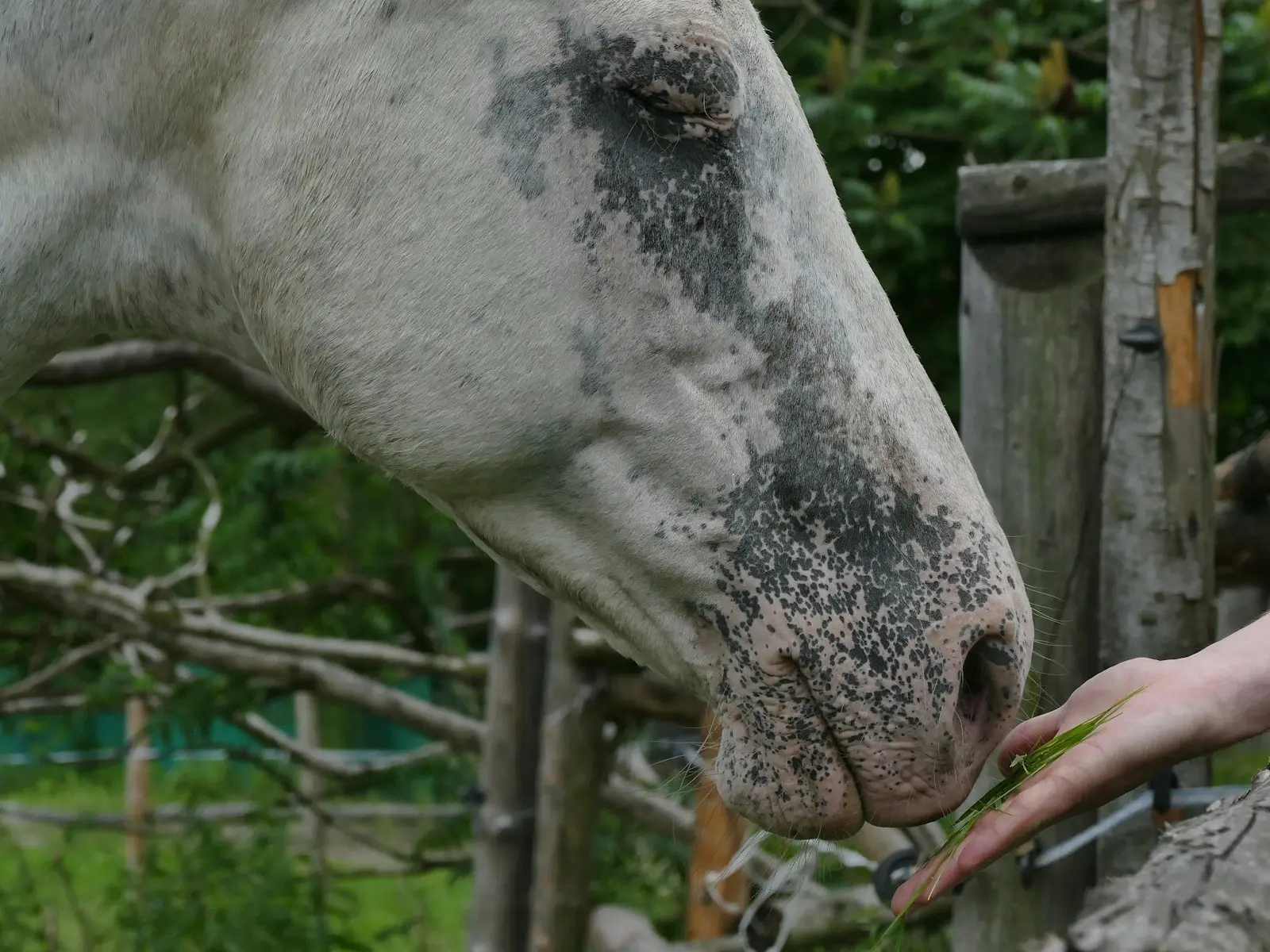 Appaloosa horse with mottled skin