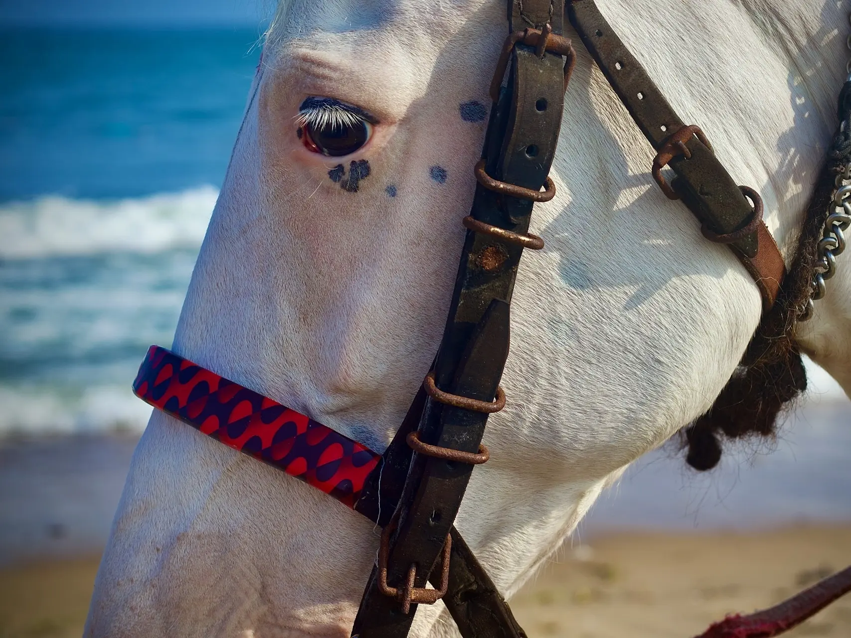 Appaloosa horse with mottled skin