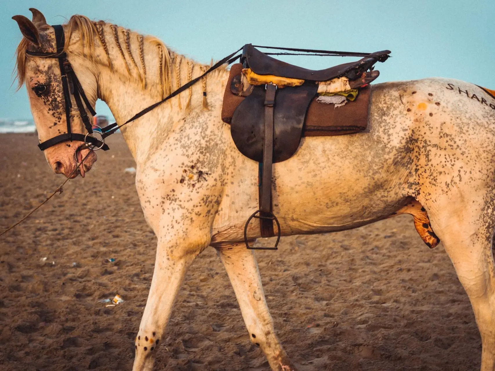 Appaloosa horse with mottled skin