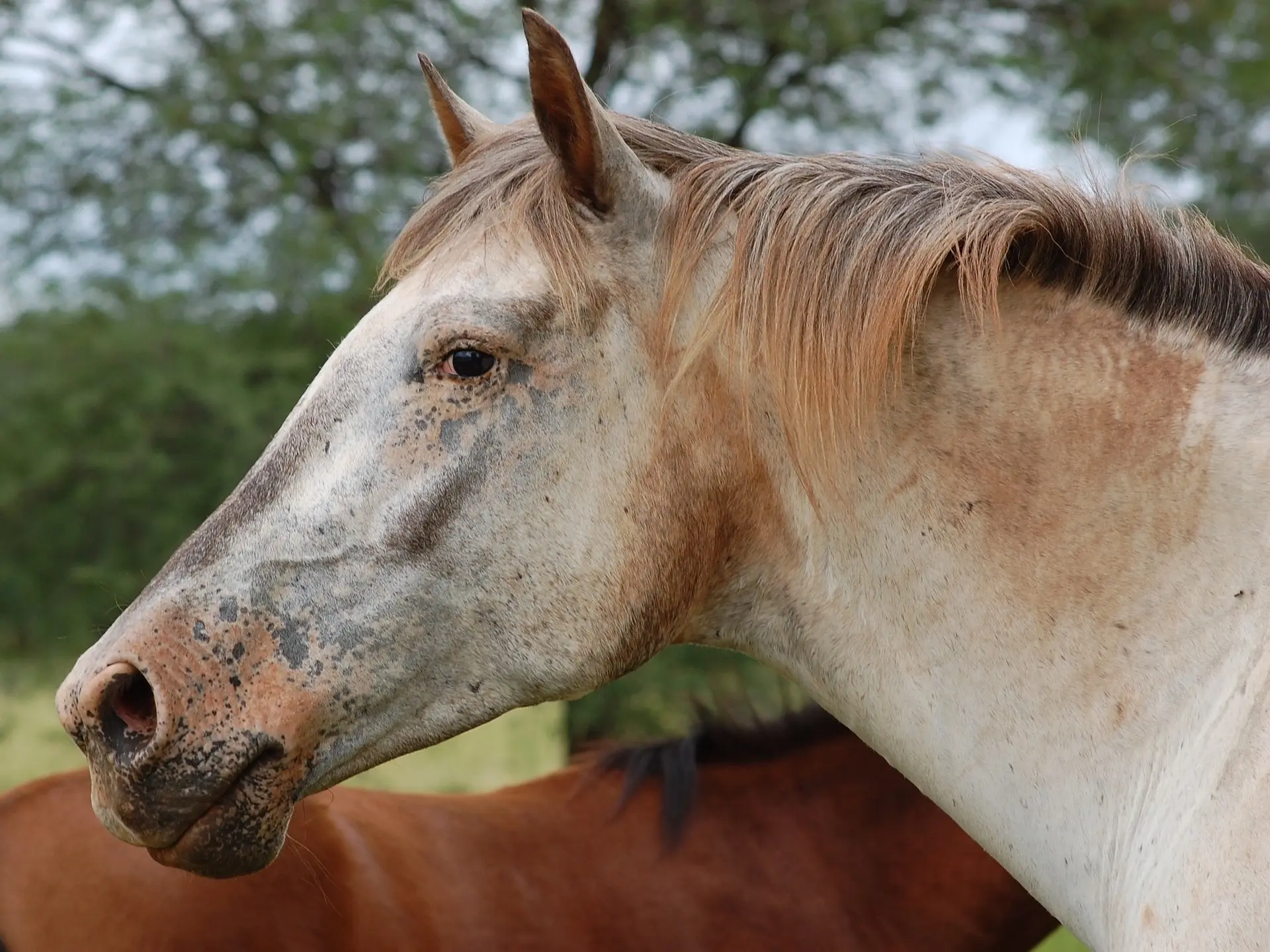 Appaloosa horse with mottled skin