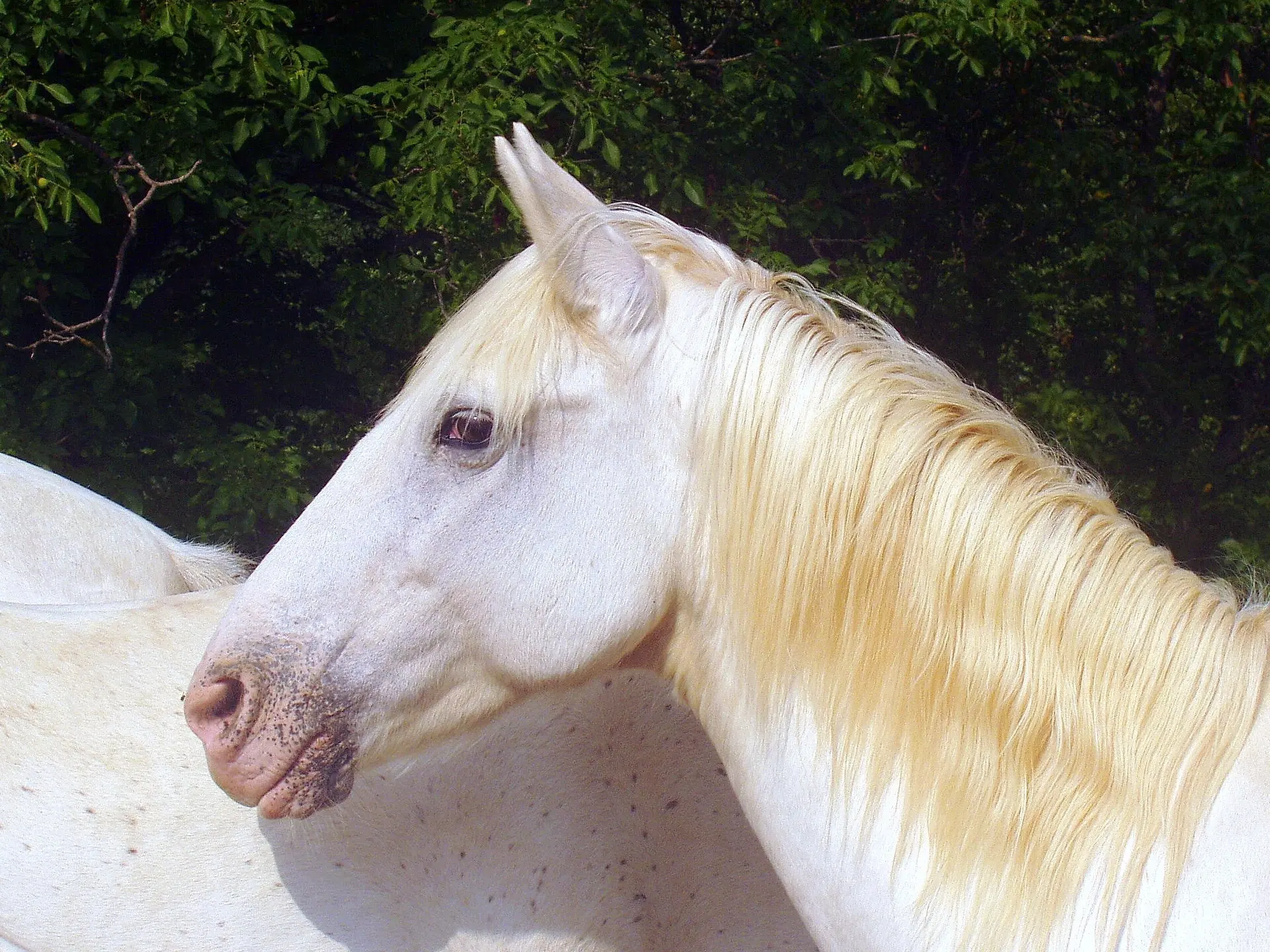 Appaloosa horse with mottled skin