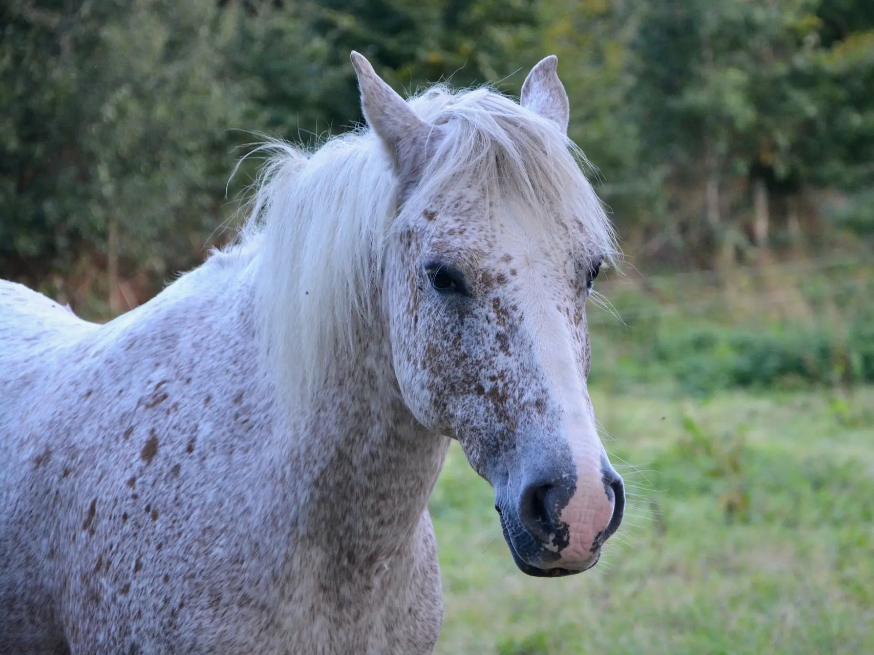 Appaloosa horse with mottled skin