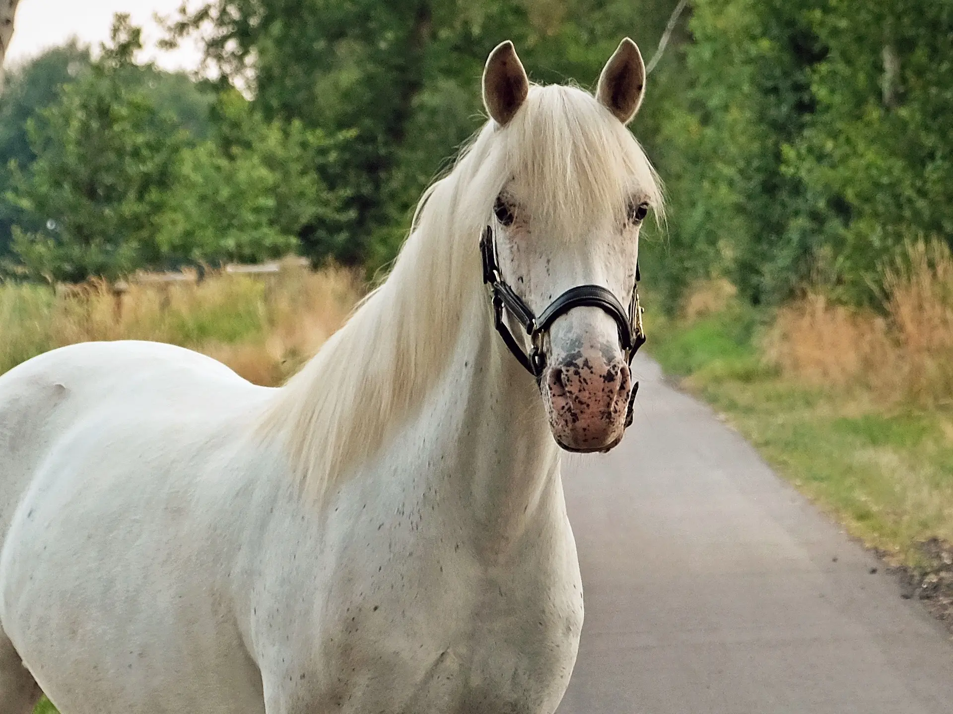 Appaloosa horse with mottled skin