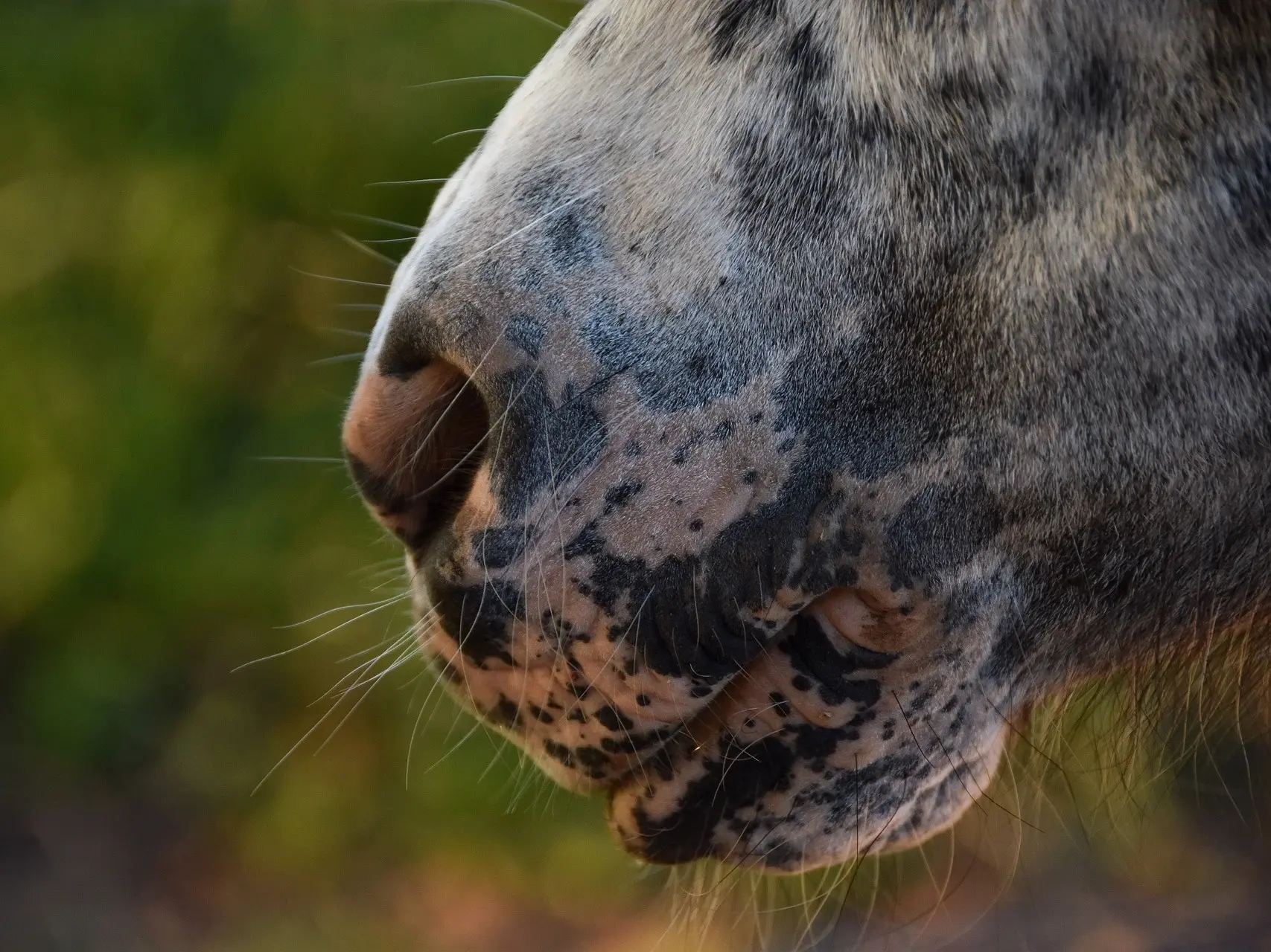 Horse with mottled skin