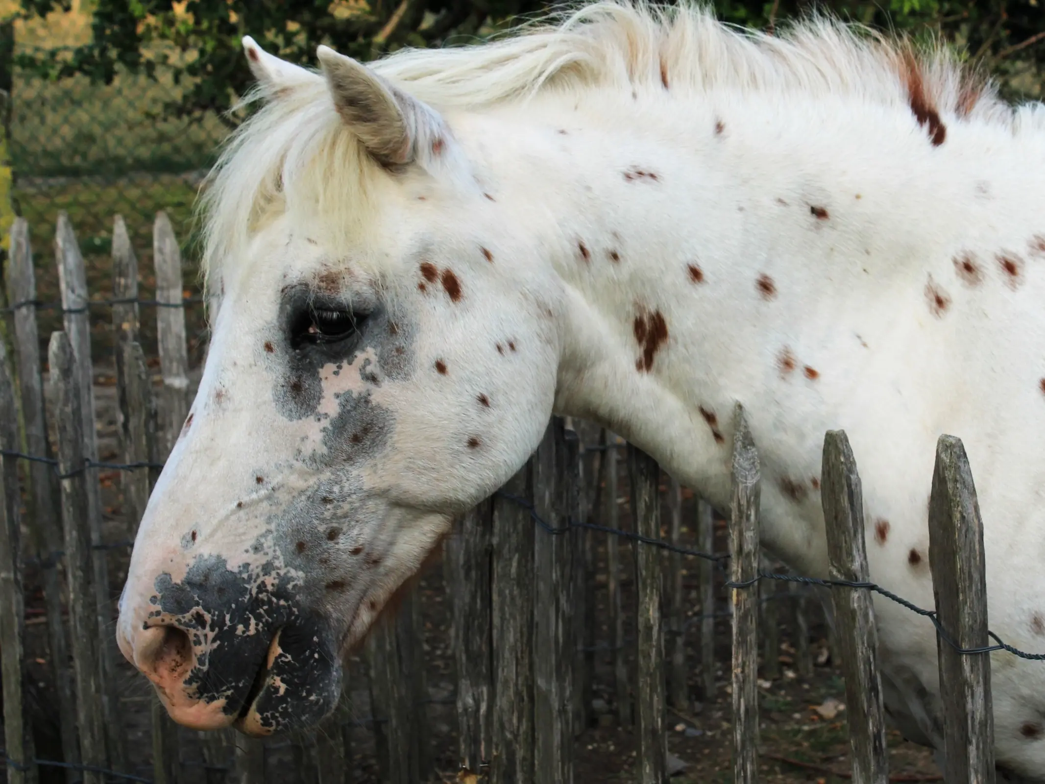 Appaloosa horse with mottled skin