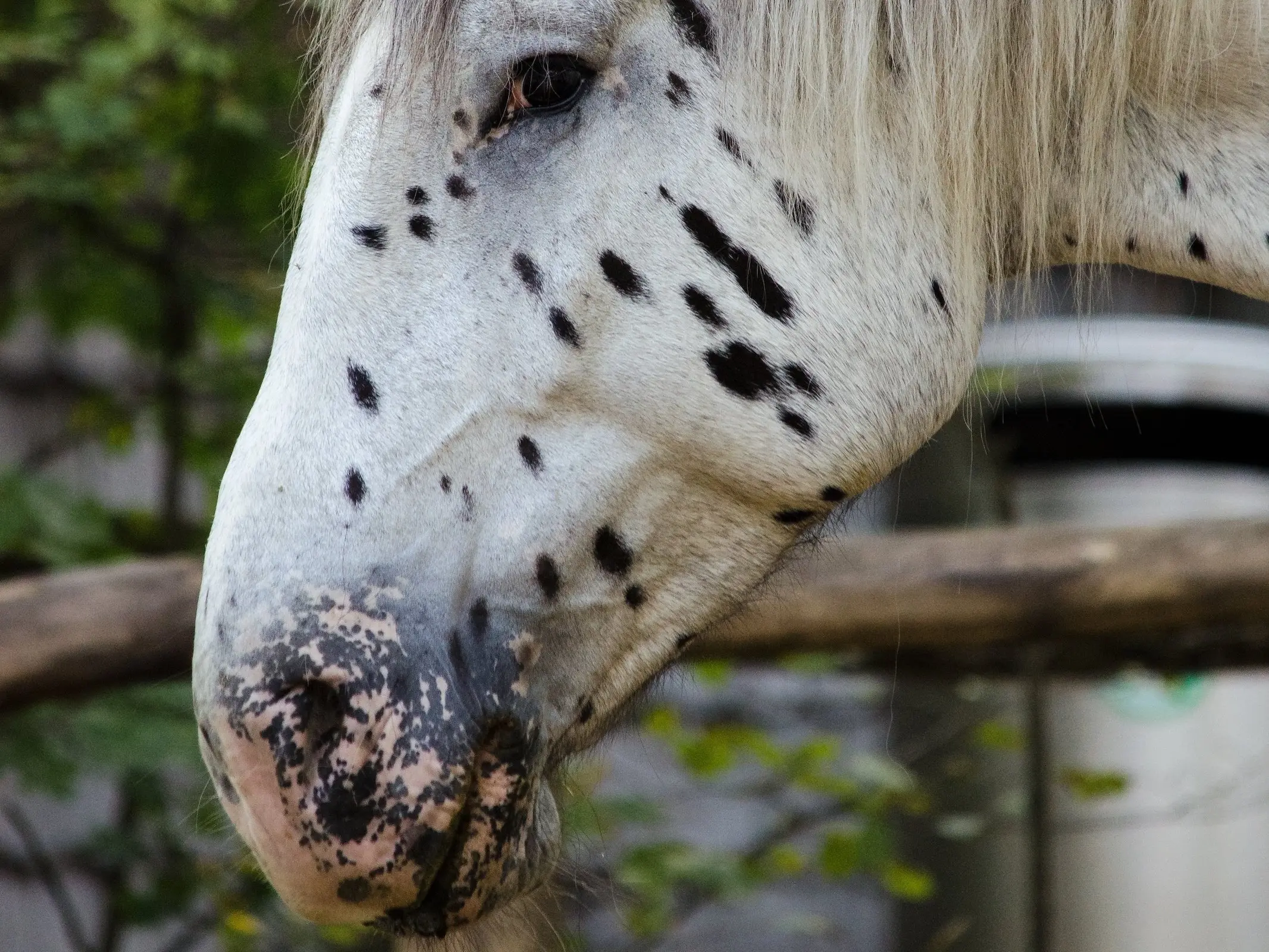 Appaloosa horse with mottled skin