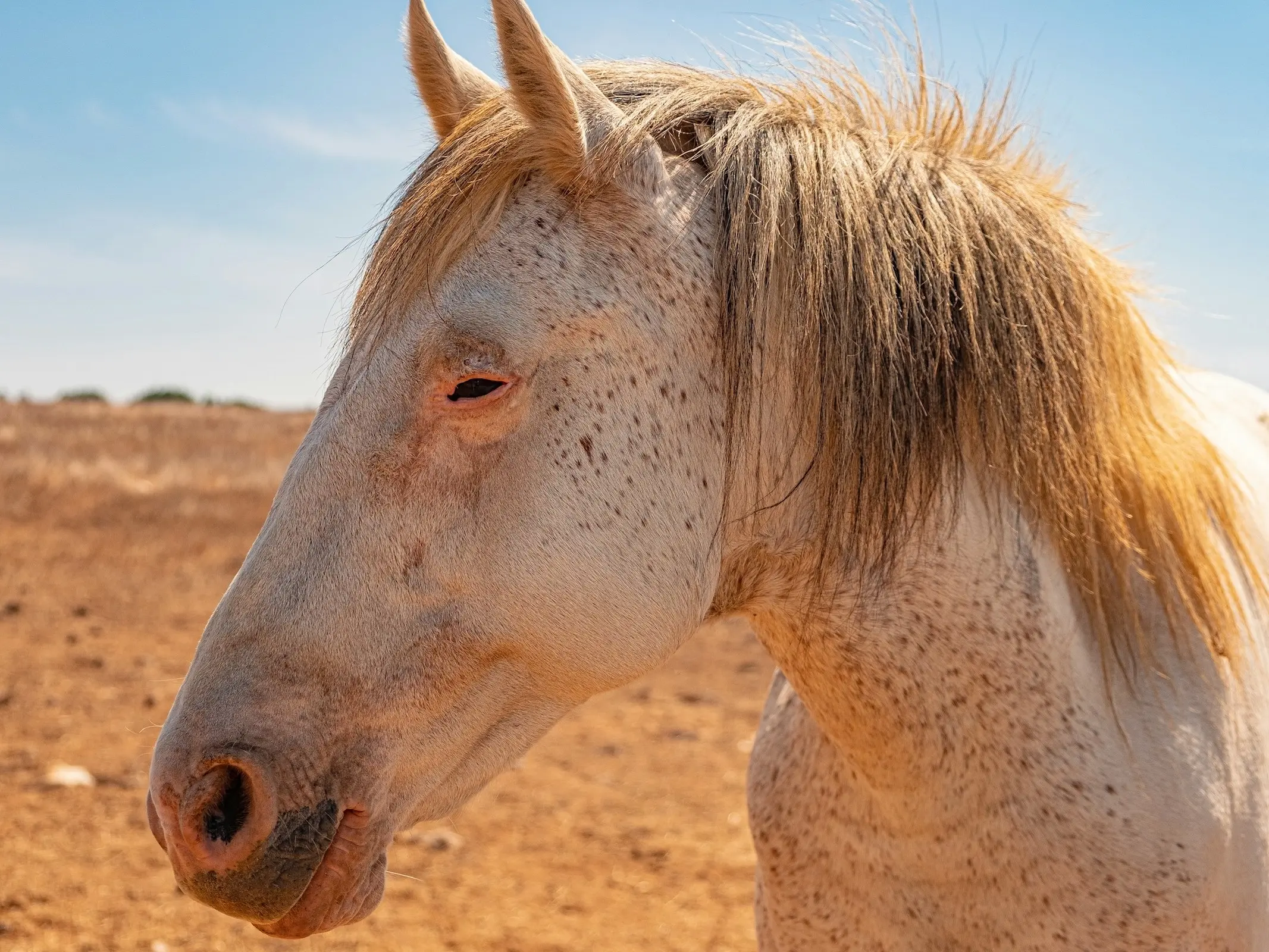 Appaloosa horse with mottled skin