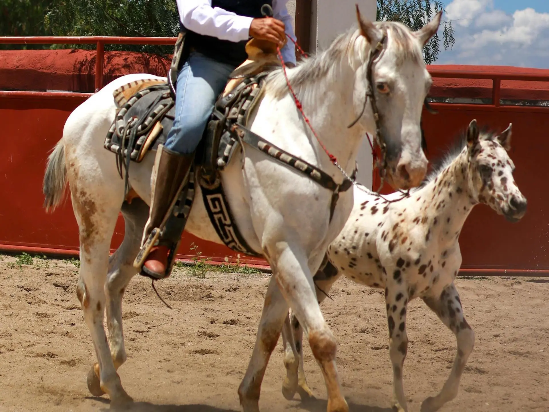 Appaloosa horse with a rat tail