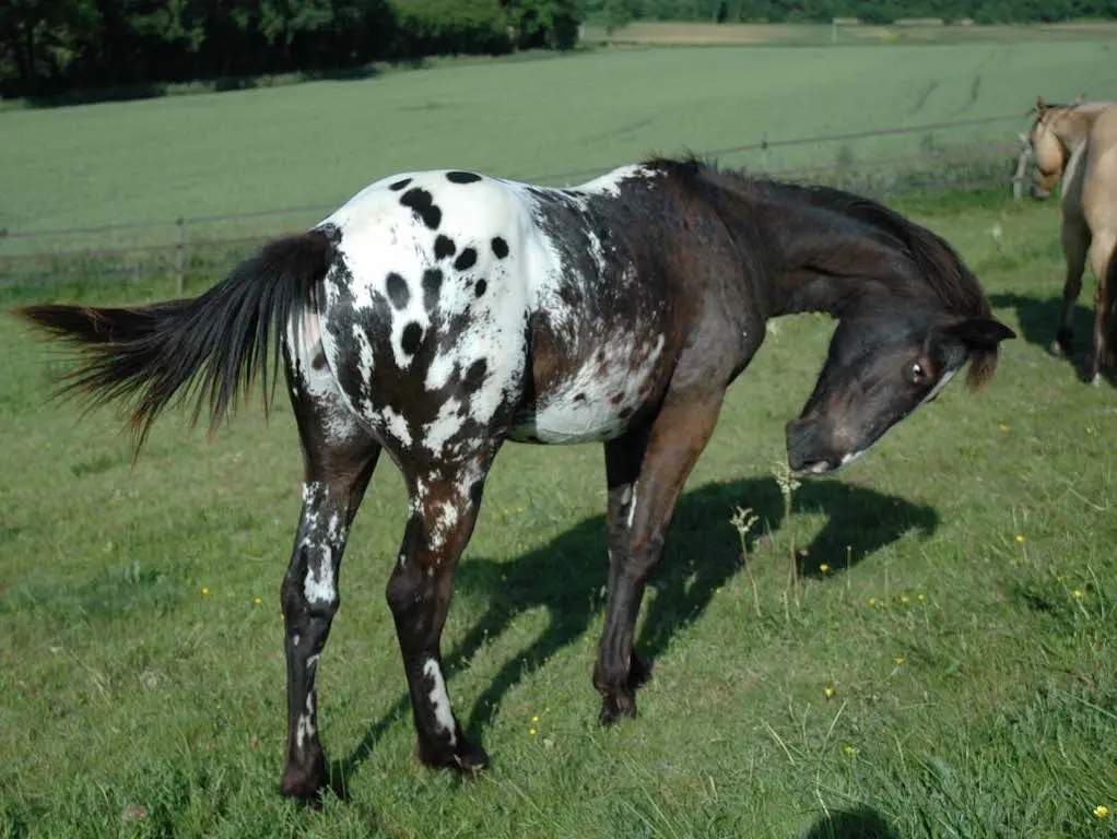 Appaloosa horse with a rat tail