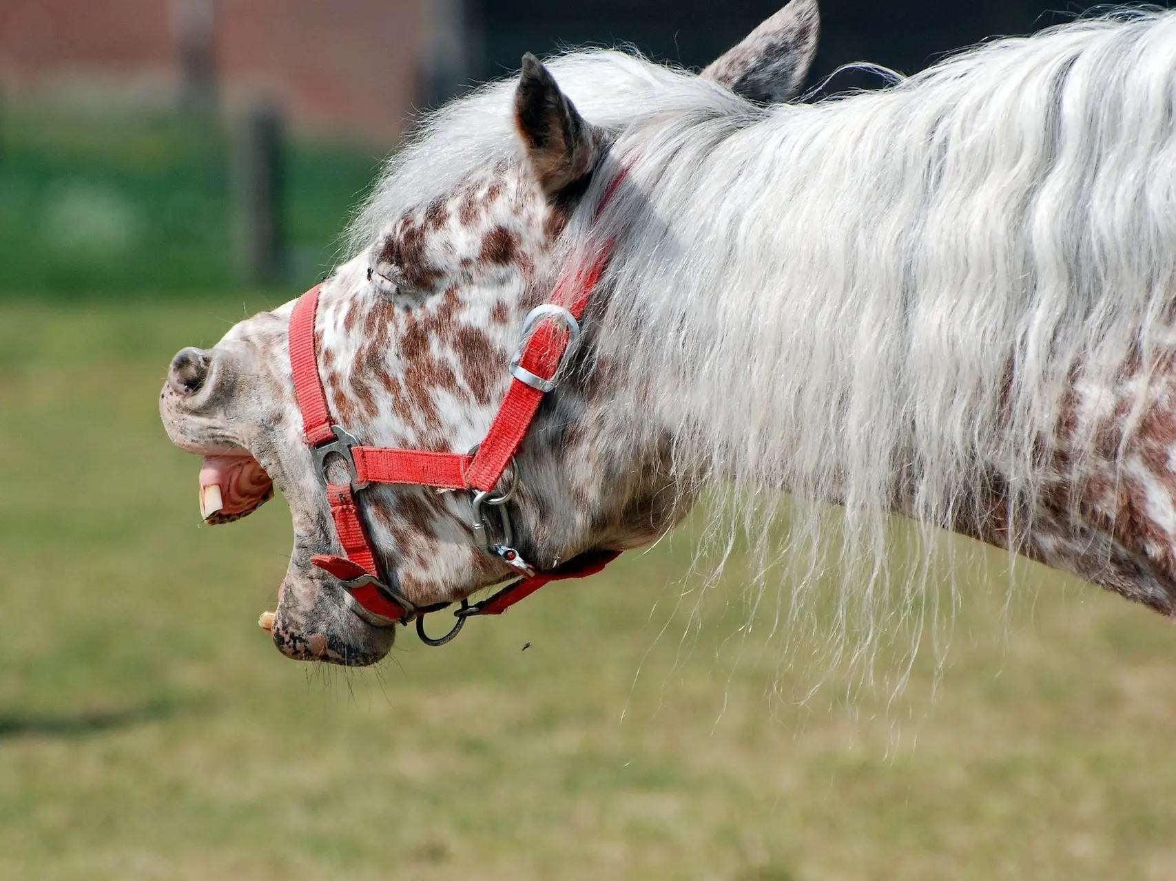 Chestnut appaloosa horse