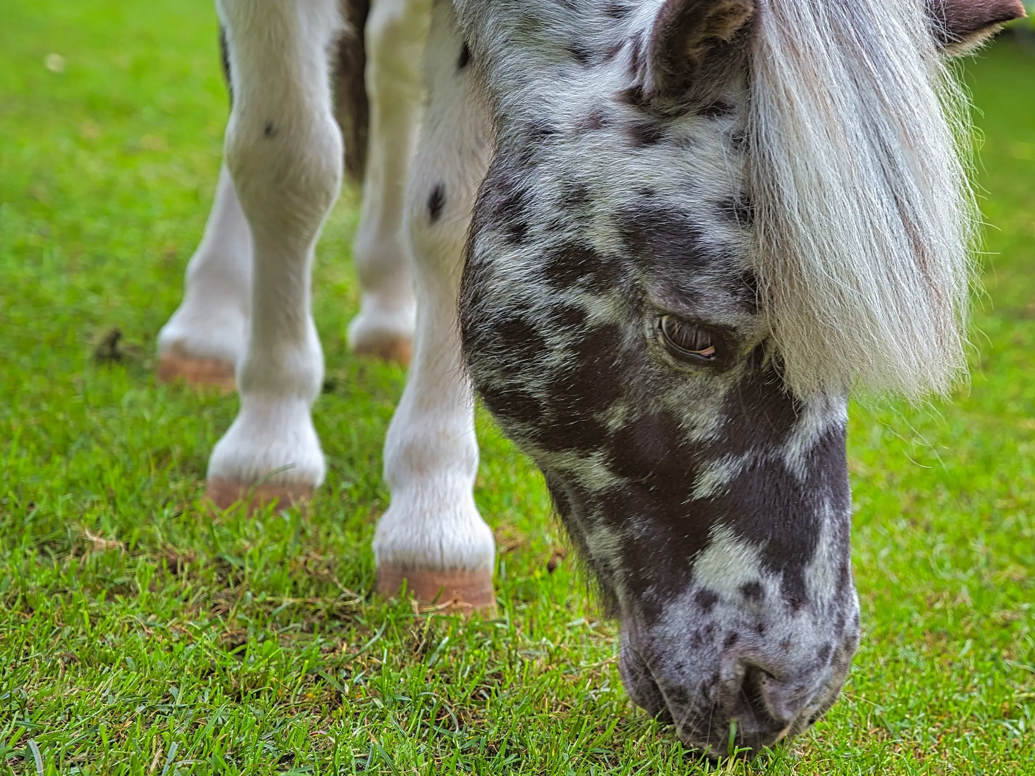 Appaloosa horse with white sclera