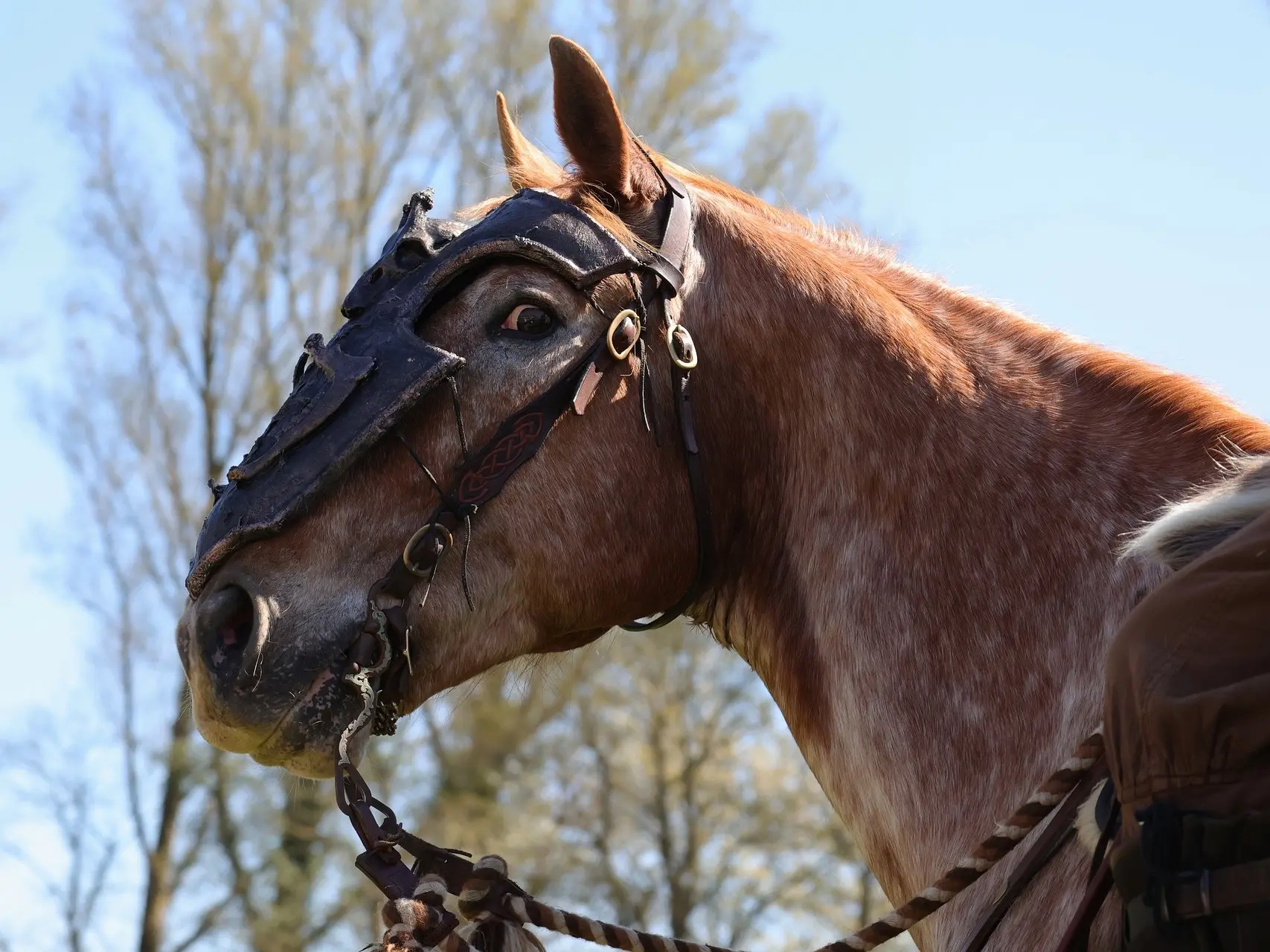 Appaloosa horse with white sclera