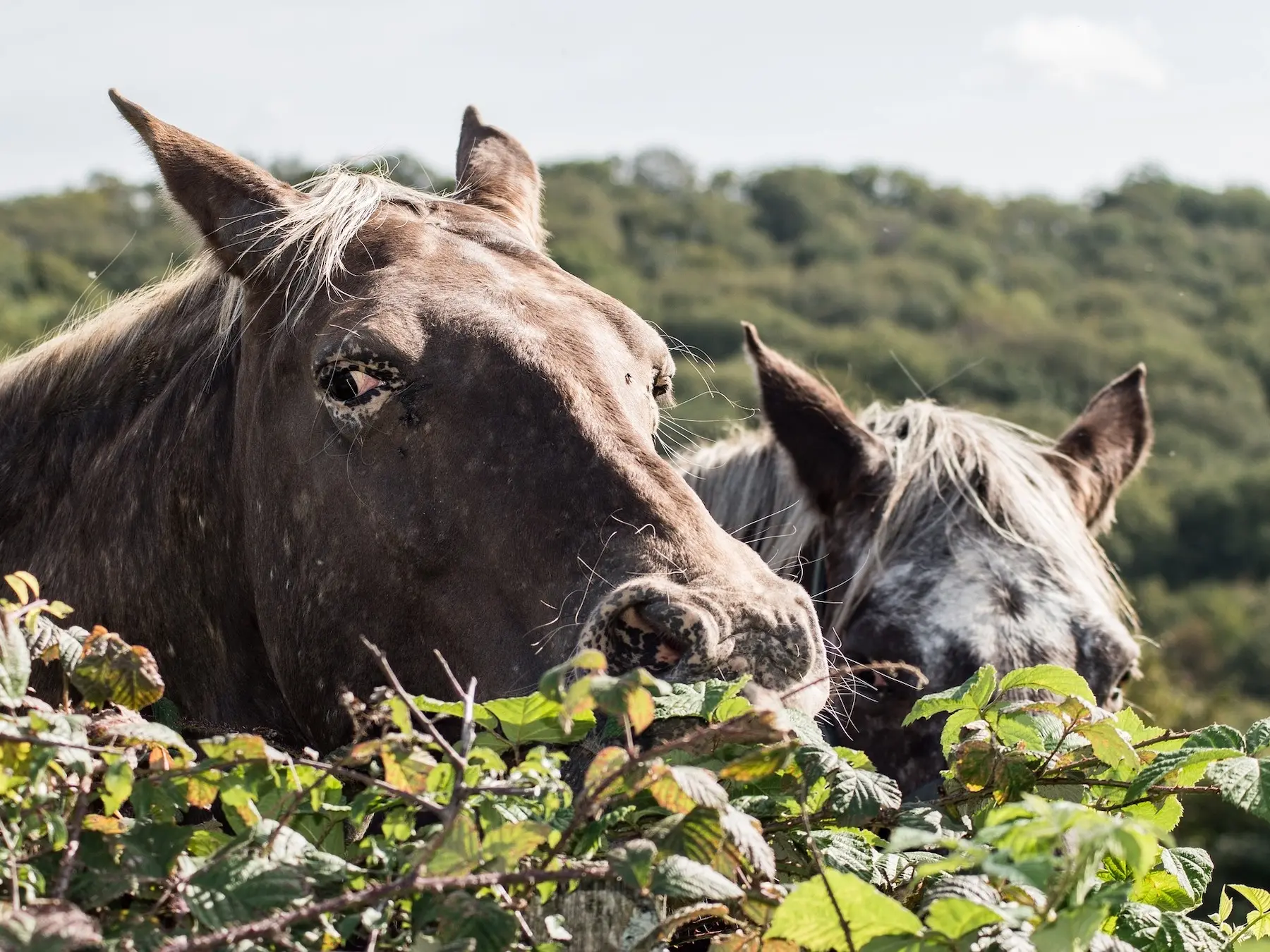 Appaloosa horse with mottled skin