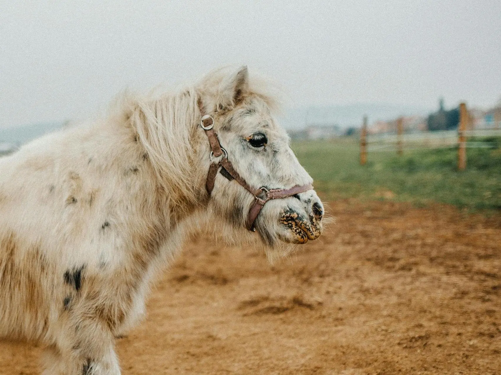 Appaloosa horse with mottled skin