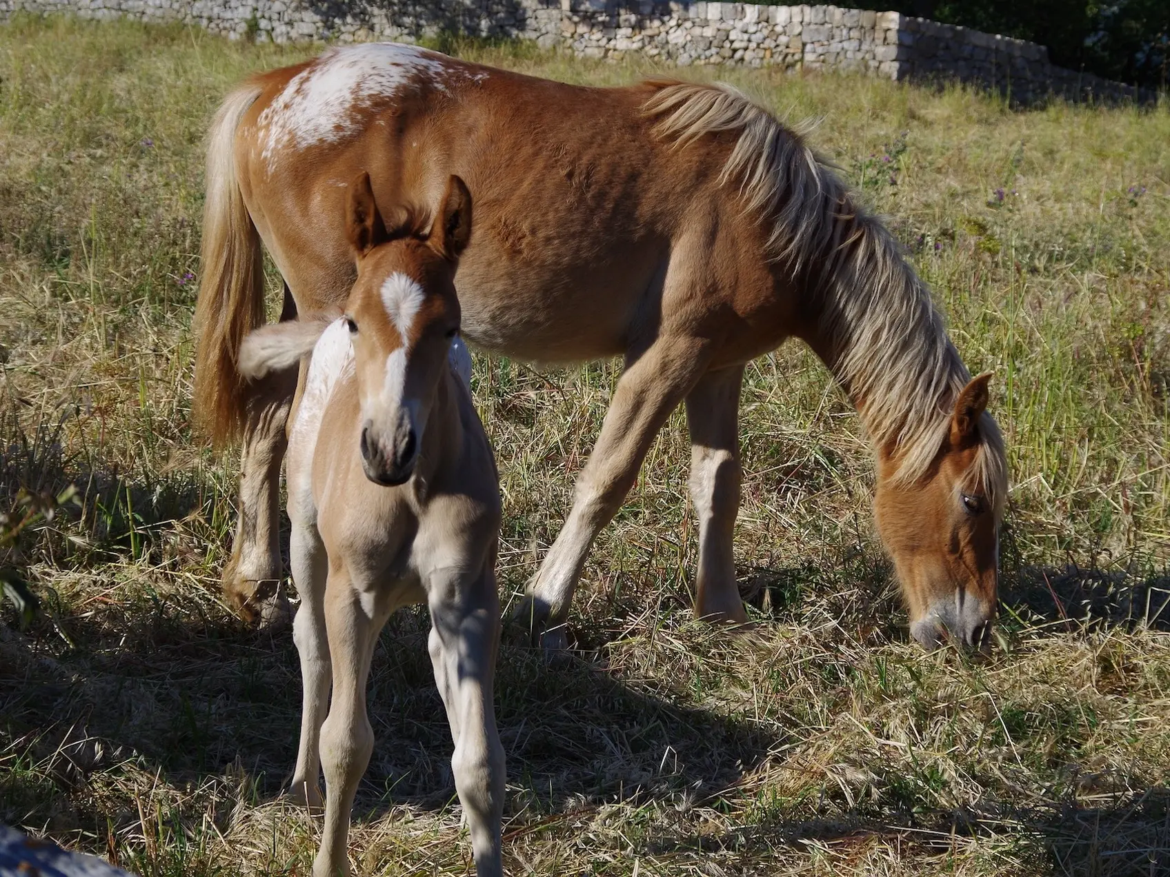 Snowcap appaloosa horse