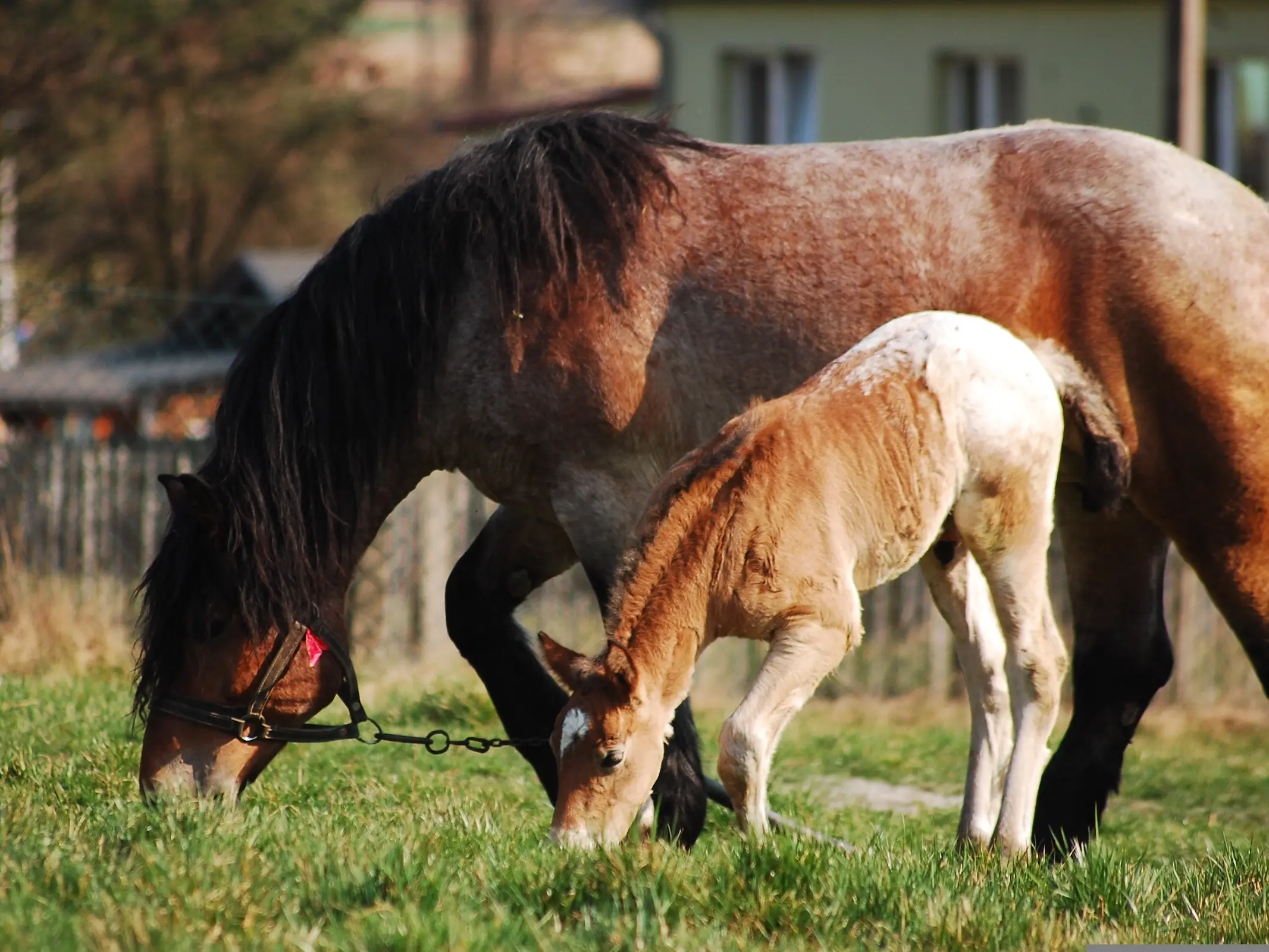 Snowcap appaloosa horse