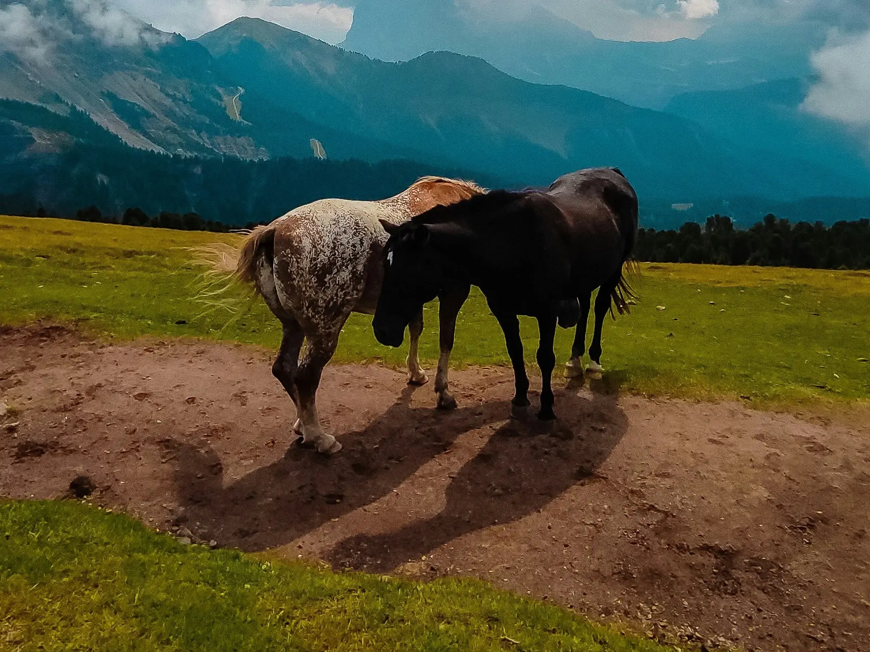 Snowcap appaloosa horse