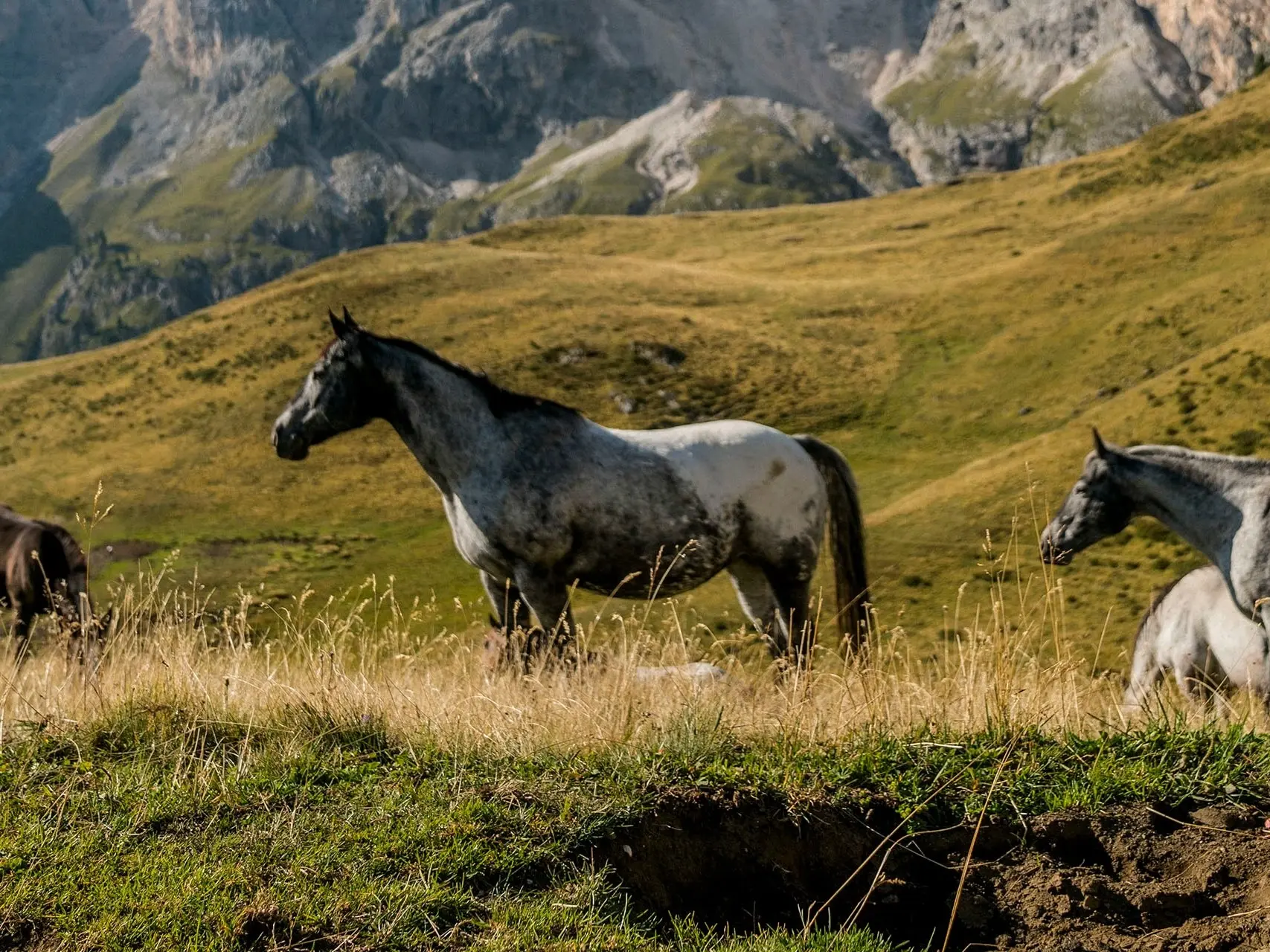 Snowcap appaloosa horse