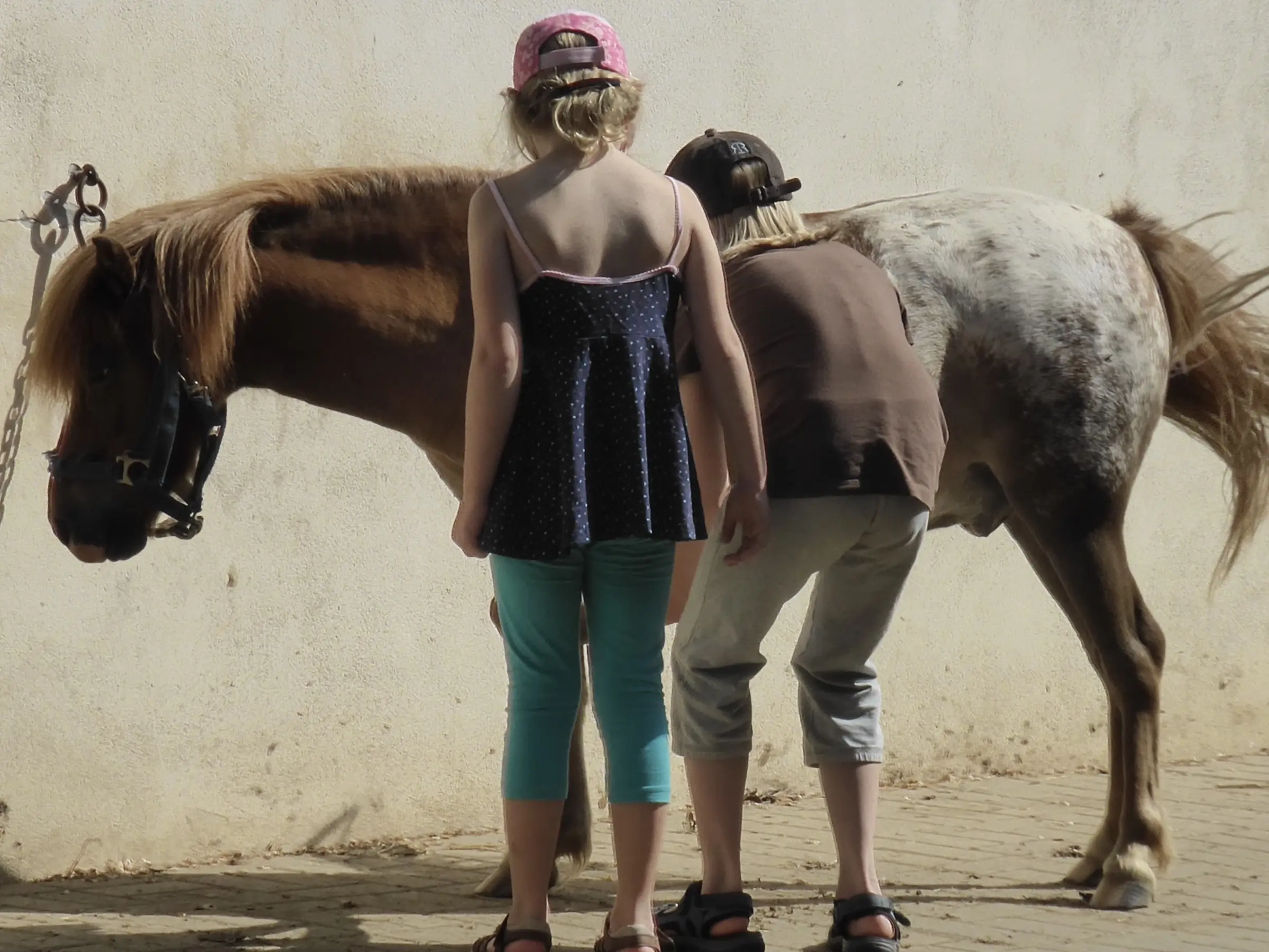 Snowcap appaloosa horse