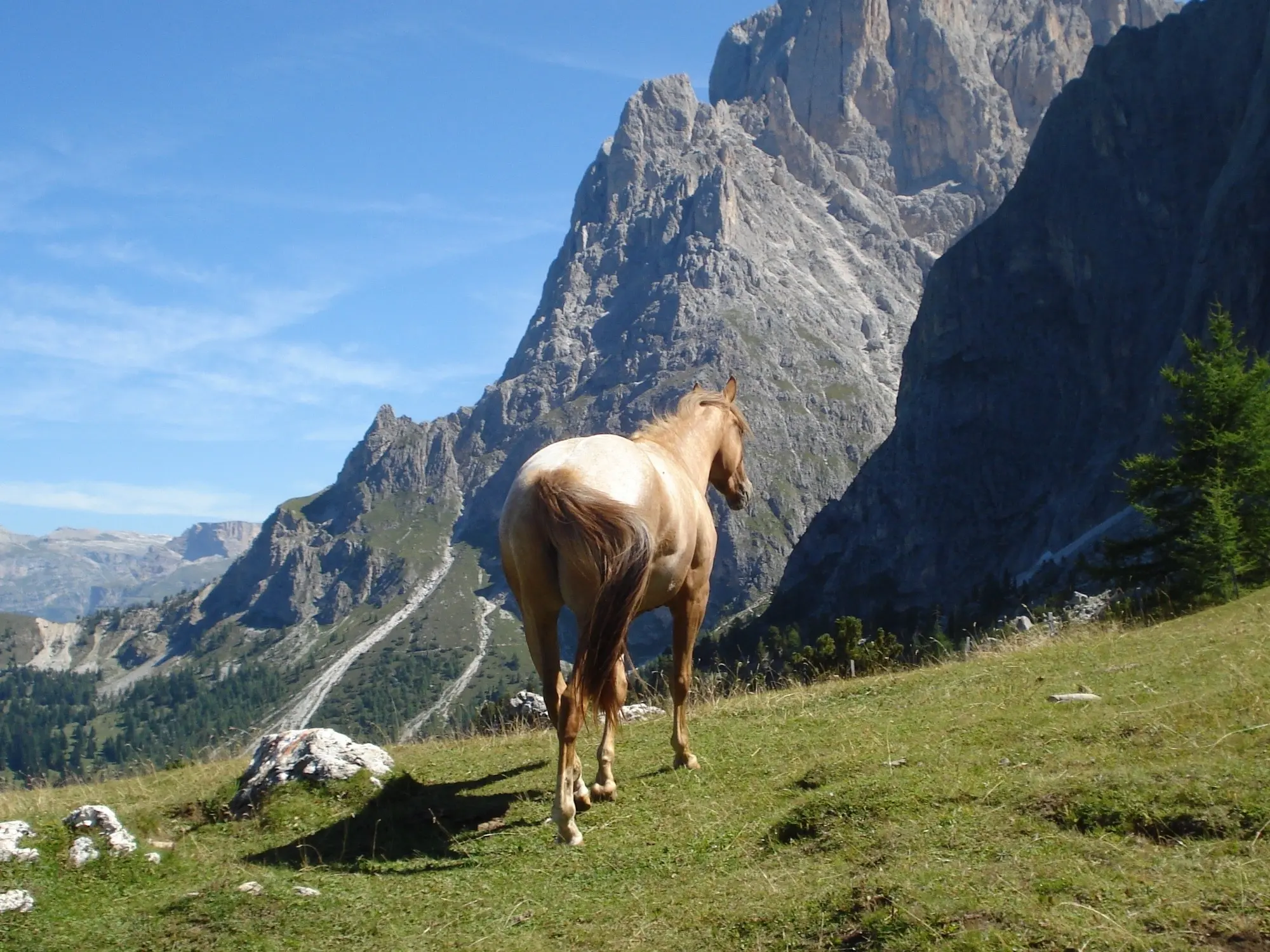 Snowcap appaloosa horse