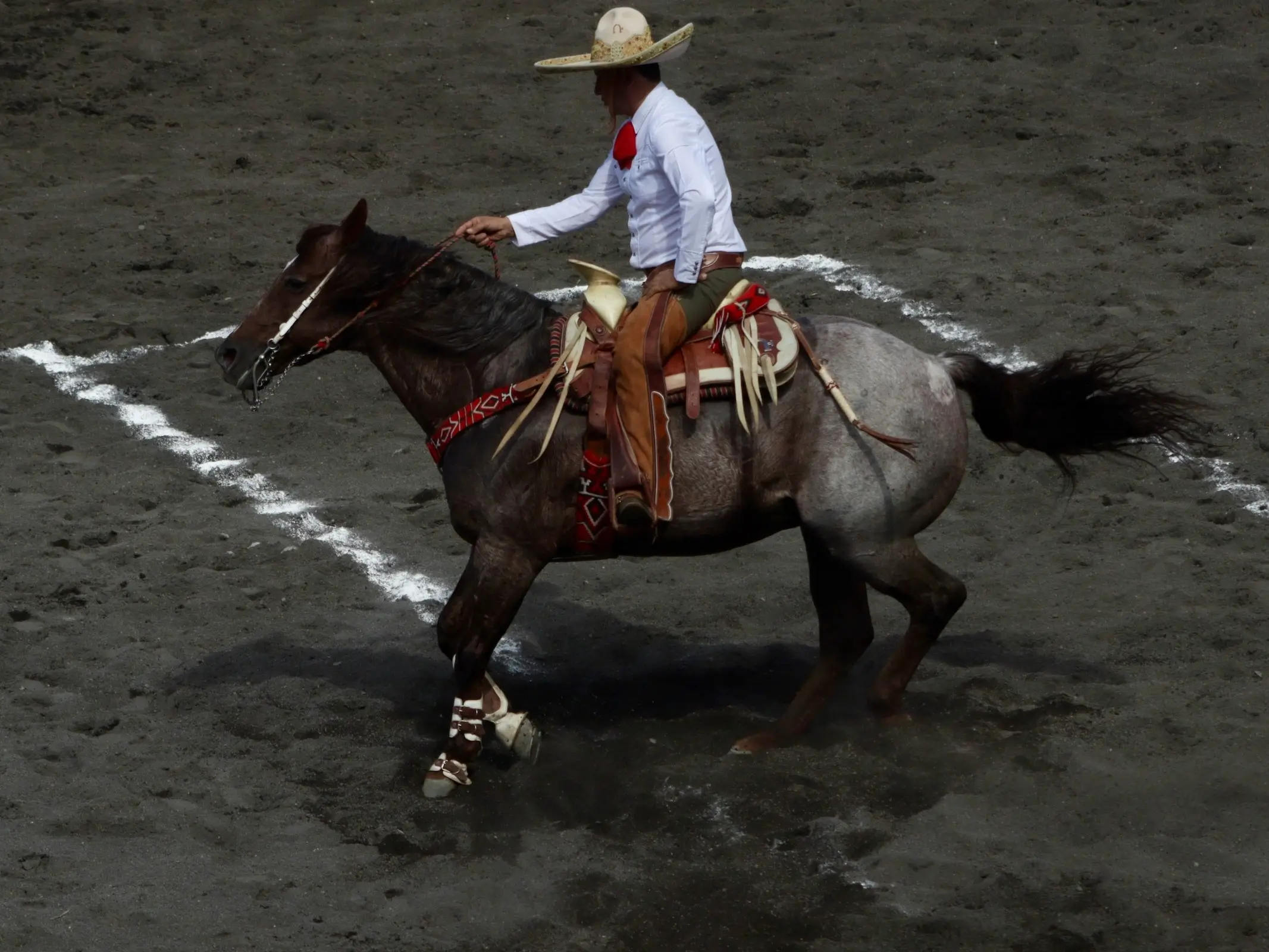 Snowcap appaloosa horse