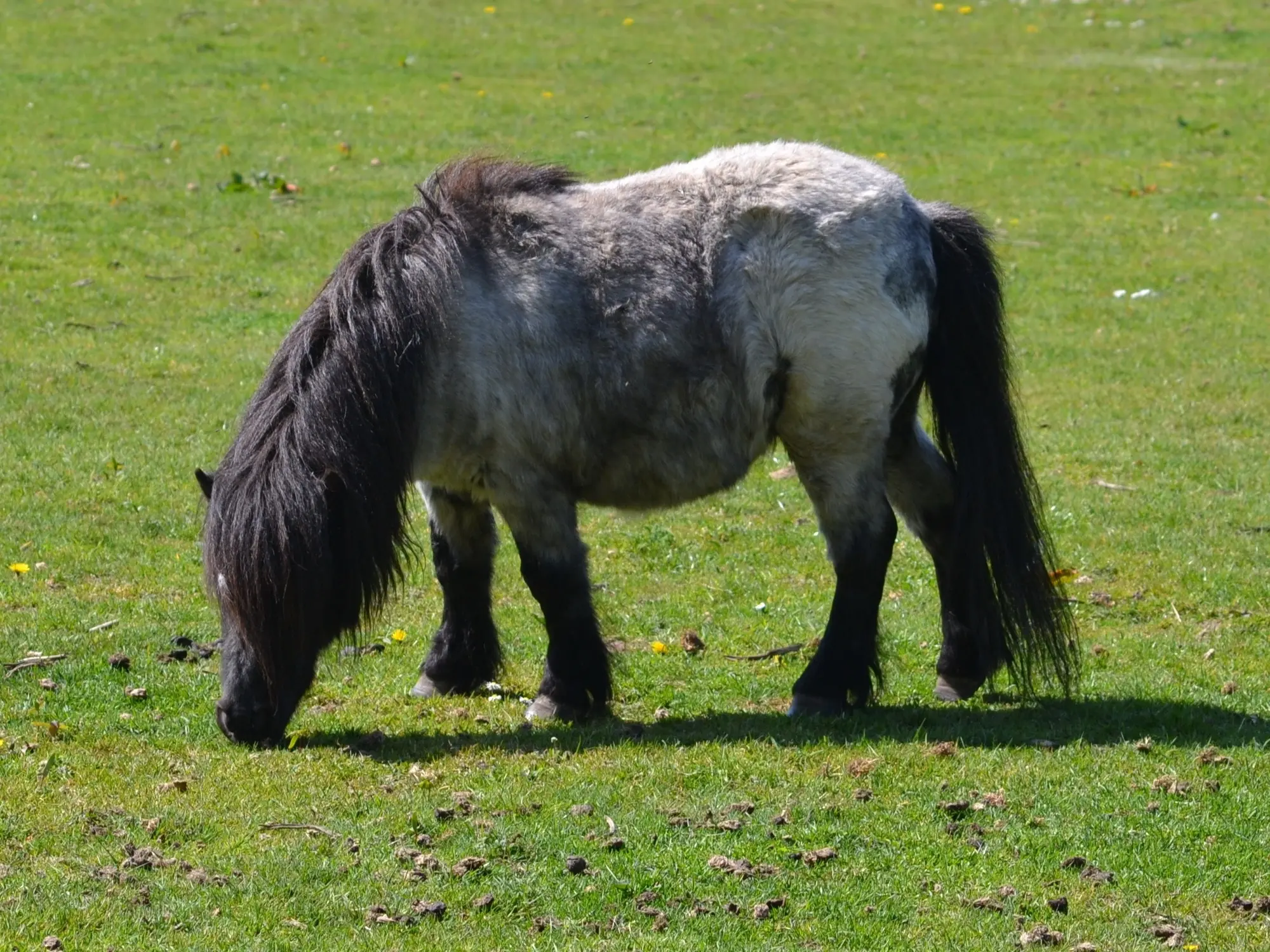 Snowcap appaloosa horse