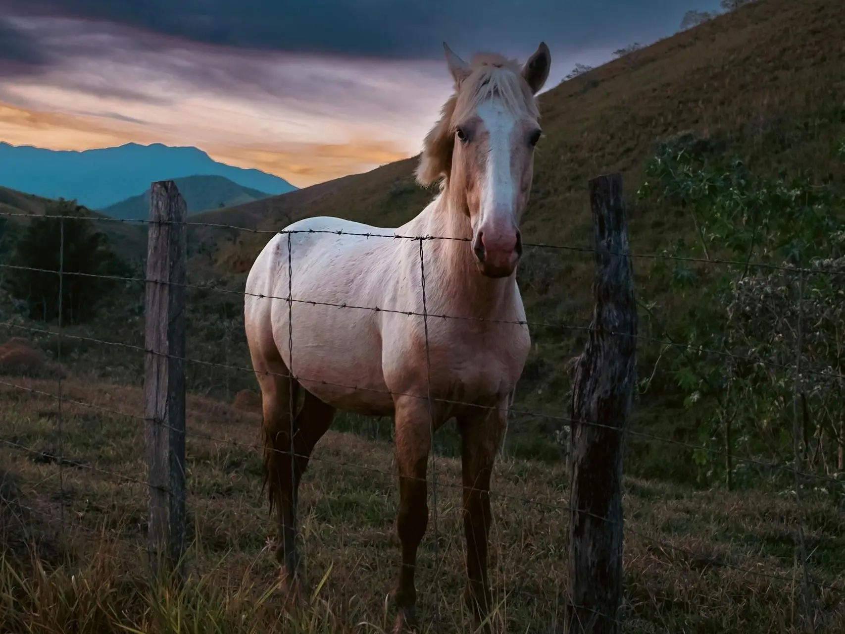 Snowcap appaloosa horse