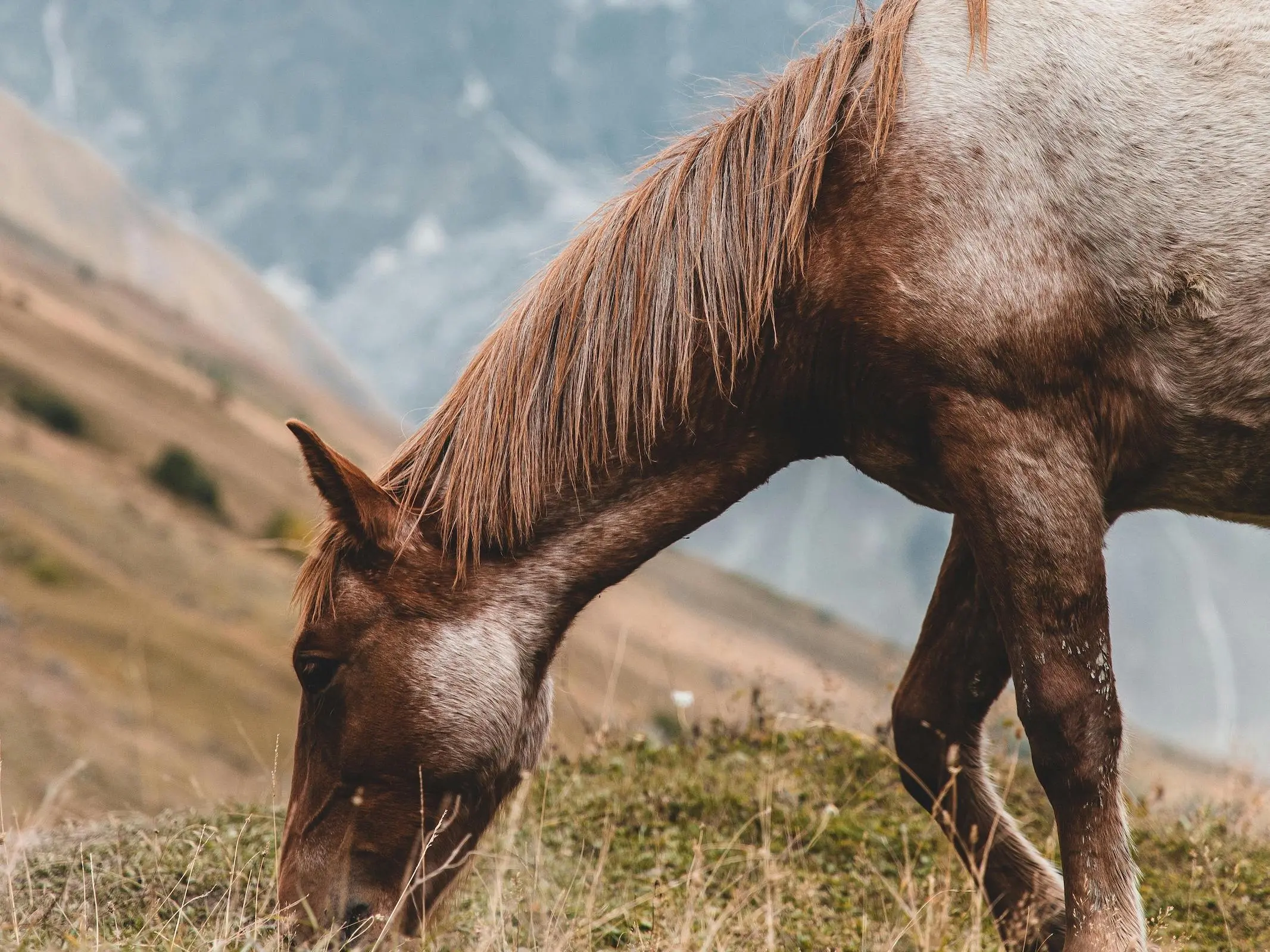 Snowcap appaloosa horse