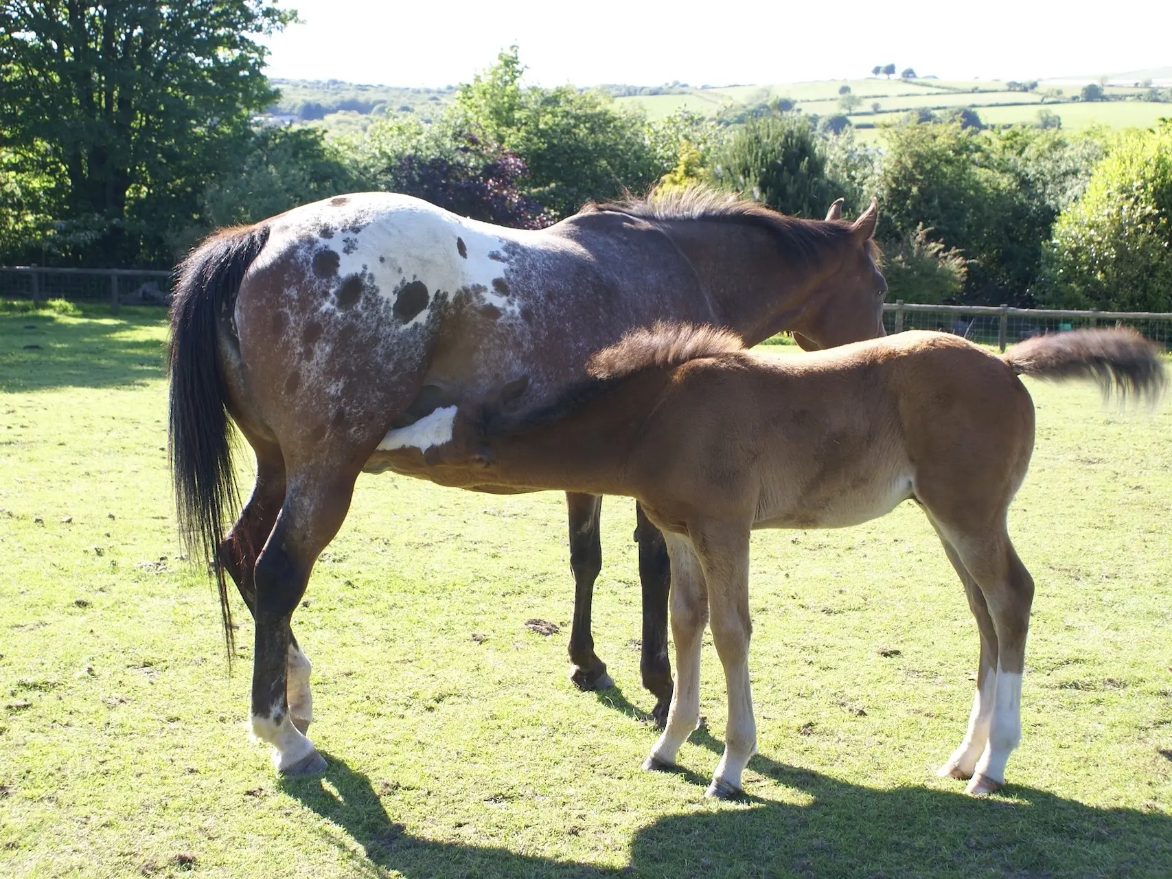 Snowcap appaloosa horse