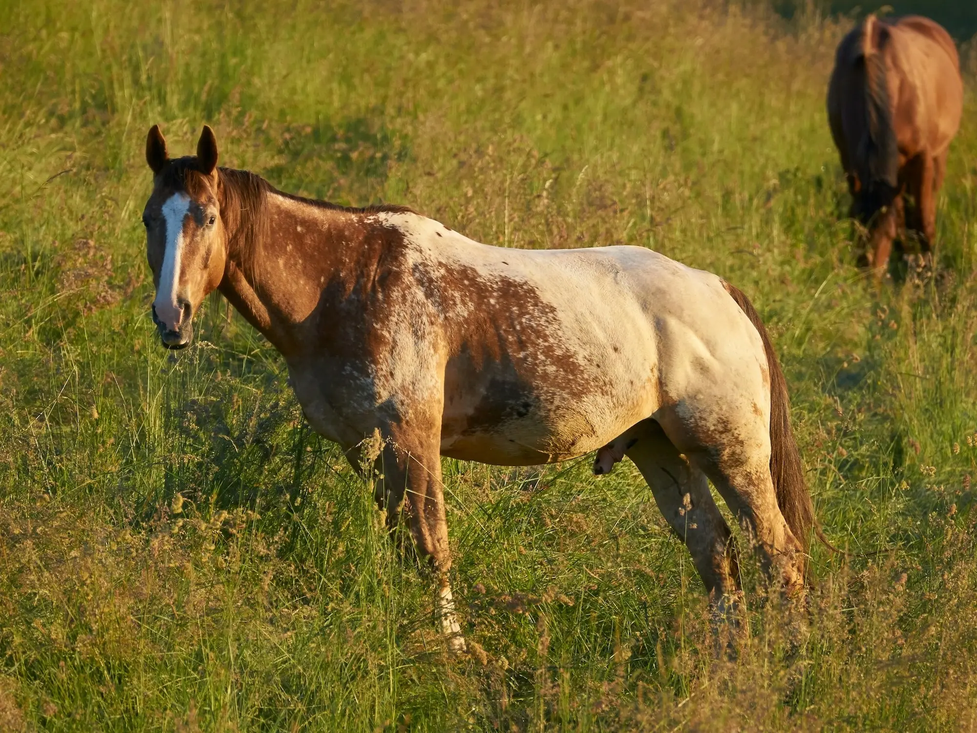 Snowcap Appaloosa horse