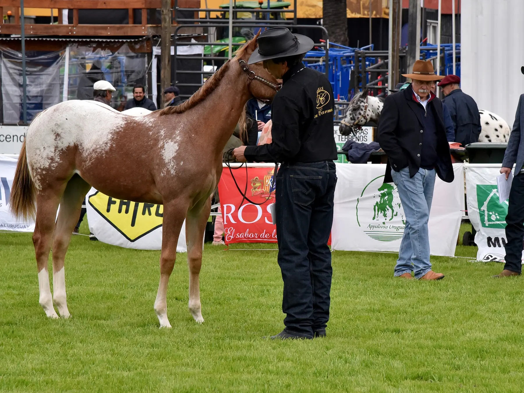 Snowcap appaloosa horse