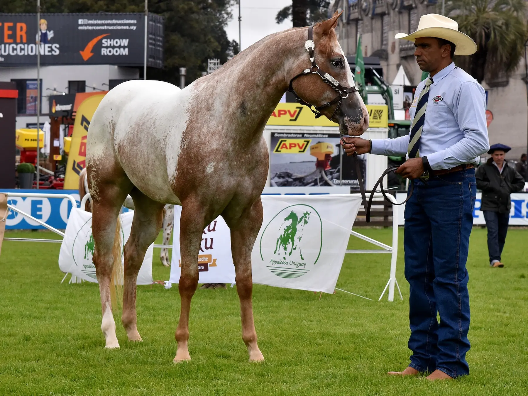 Snowcap appaloosa horse