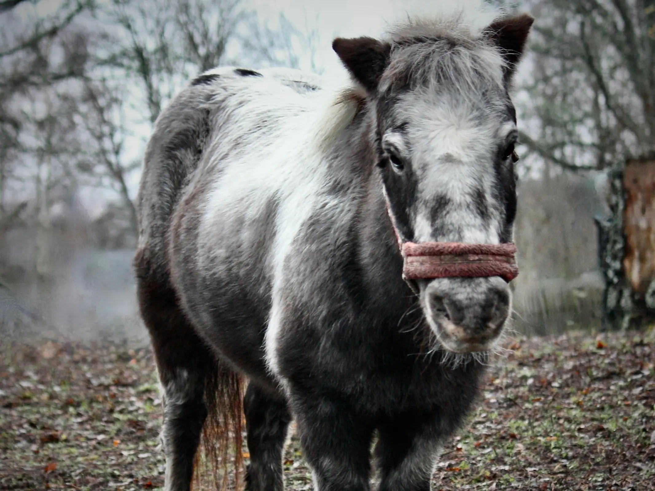 Snowcap appaloosa horse