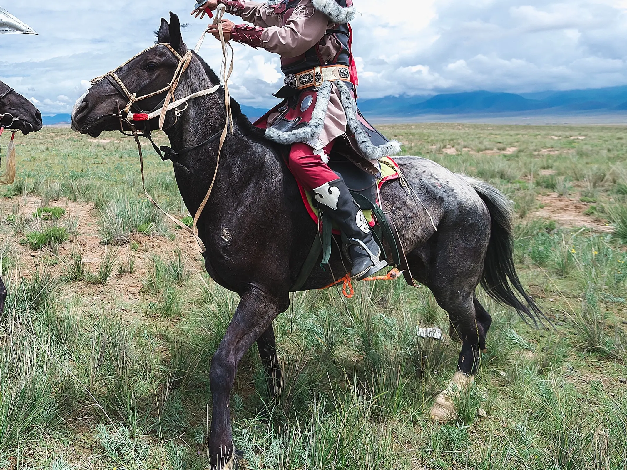 Snowcap appaloosa horse